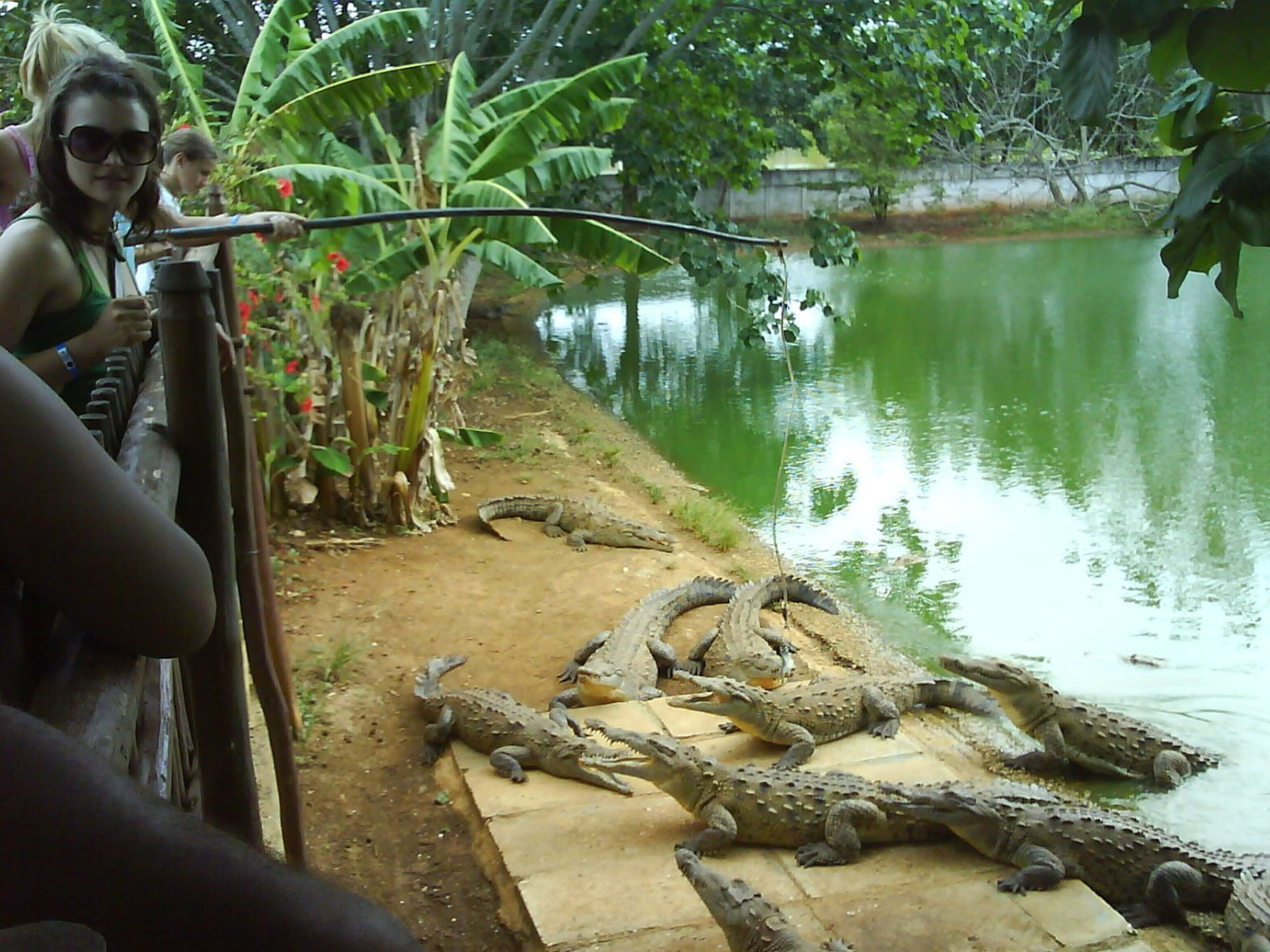 Excursão "VISITA AO REFÚGIO DE VIDA SELVAGEM DE LOMA DE CUNAGUA". Cocodriles farm at Ciego de Ávila