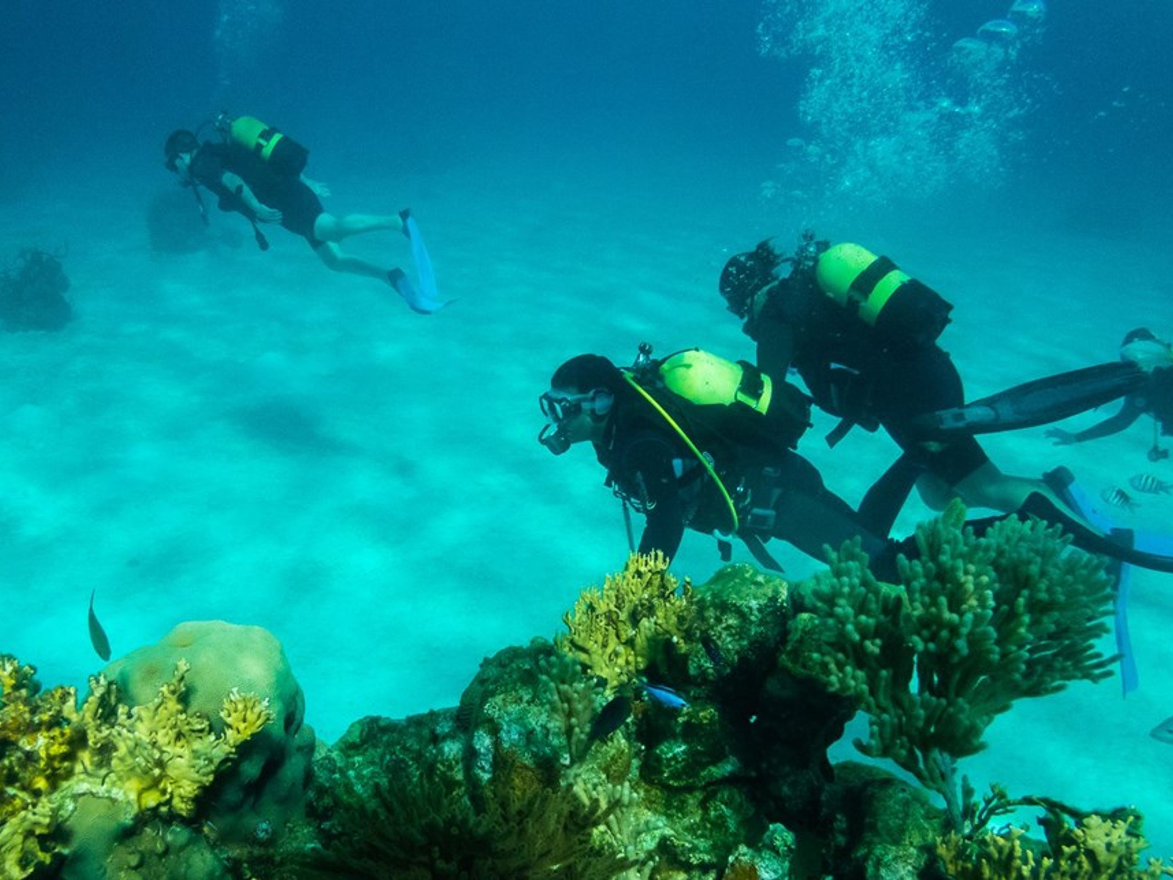 Excursión Ciénaga de Zapata y Playa Girón:  una combinación perfecta entre Historia y Naturaleza. Diving in the dazzling Giron Beach.