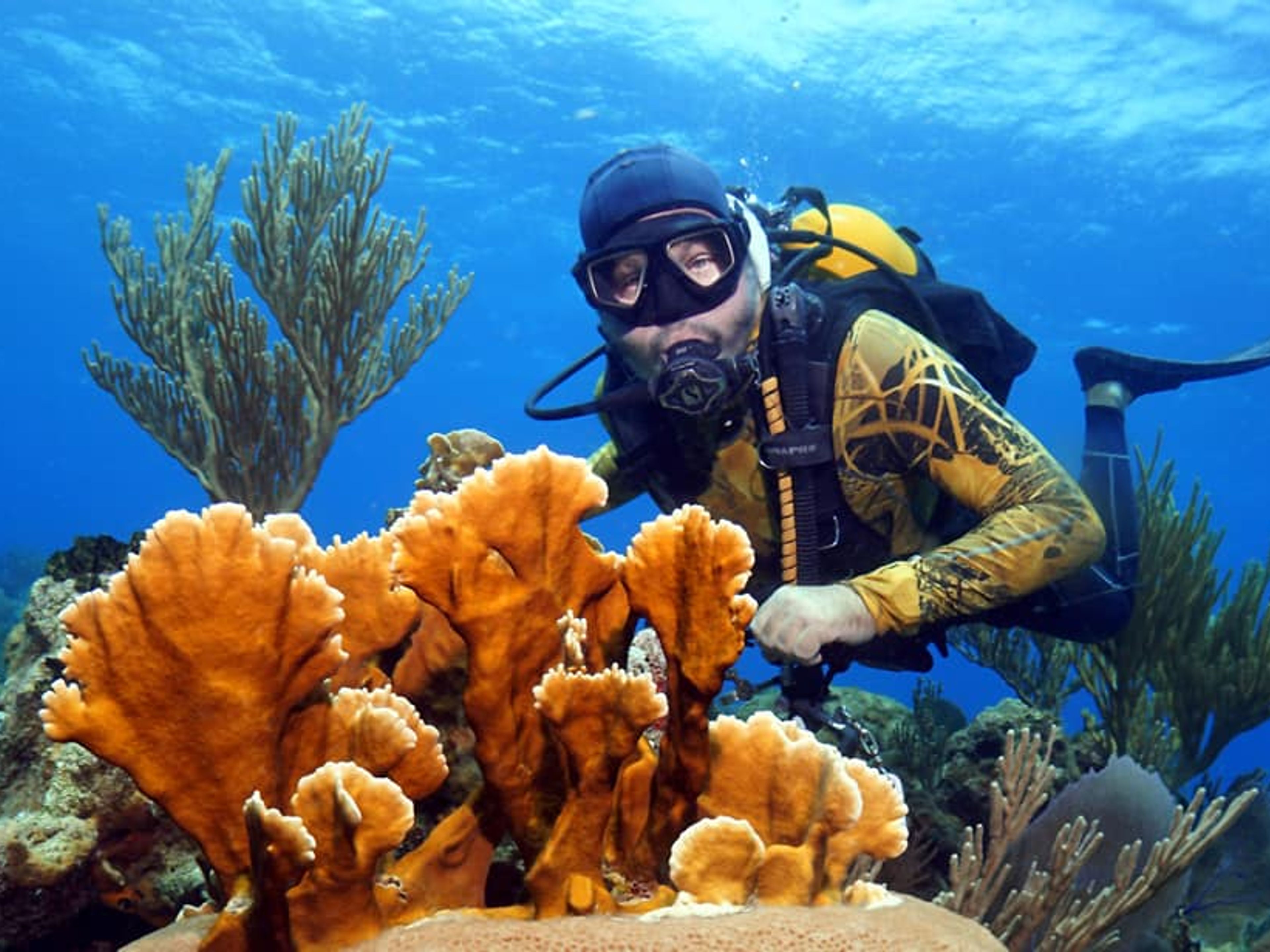 Tour "IMMERSIONI SUBACQUEE A BAHÍA DE COCHINOS". “SCUBA DIVING IN BAHÍA DE COCHINOS“ Tour, Península de Zapata Natural Park, Matanzas, Cuba.