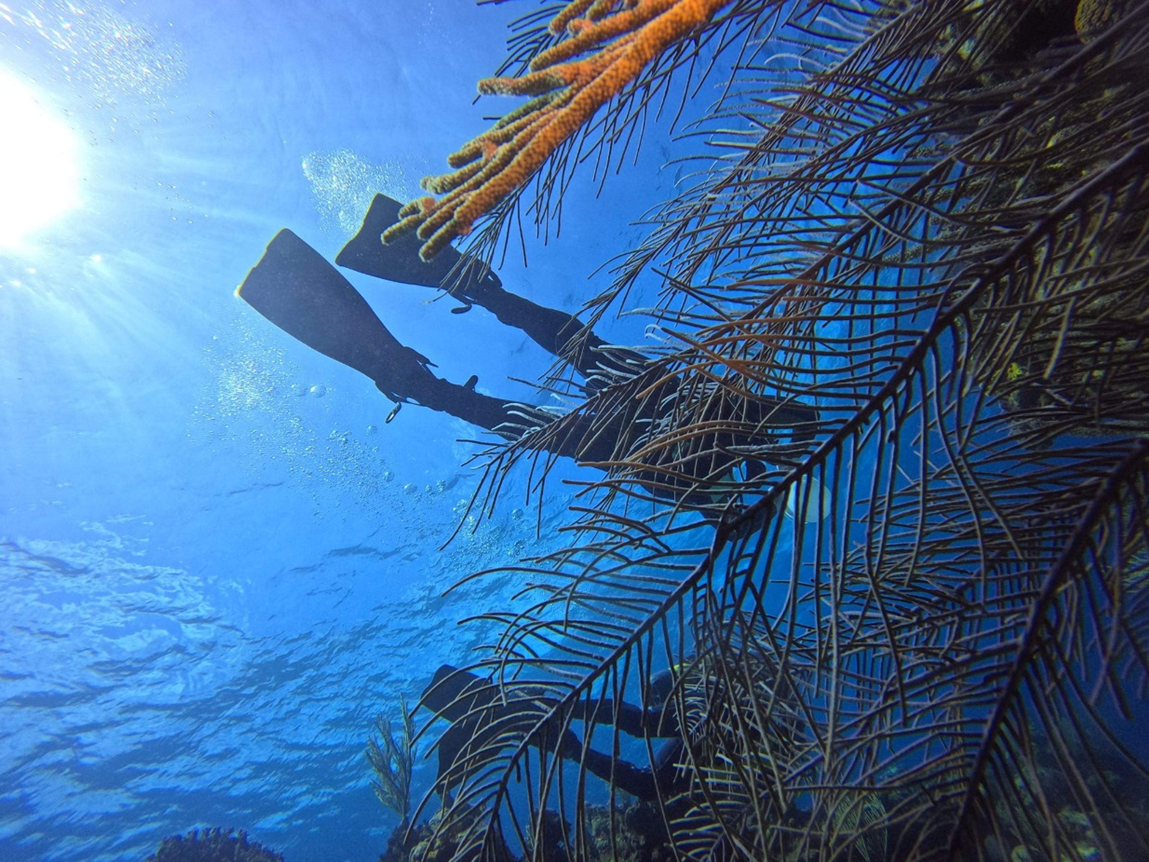 Excursão "MERGULHO SUBMARINO EM PLAYA CORAL, CARBONERAS, MATANZAS". “SCUBA DIVING IN PLAYA CORAL, CARBONERAS, MATANZAS“ Tour