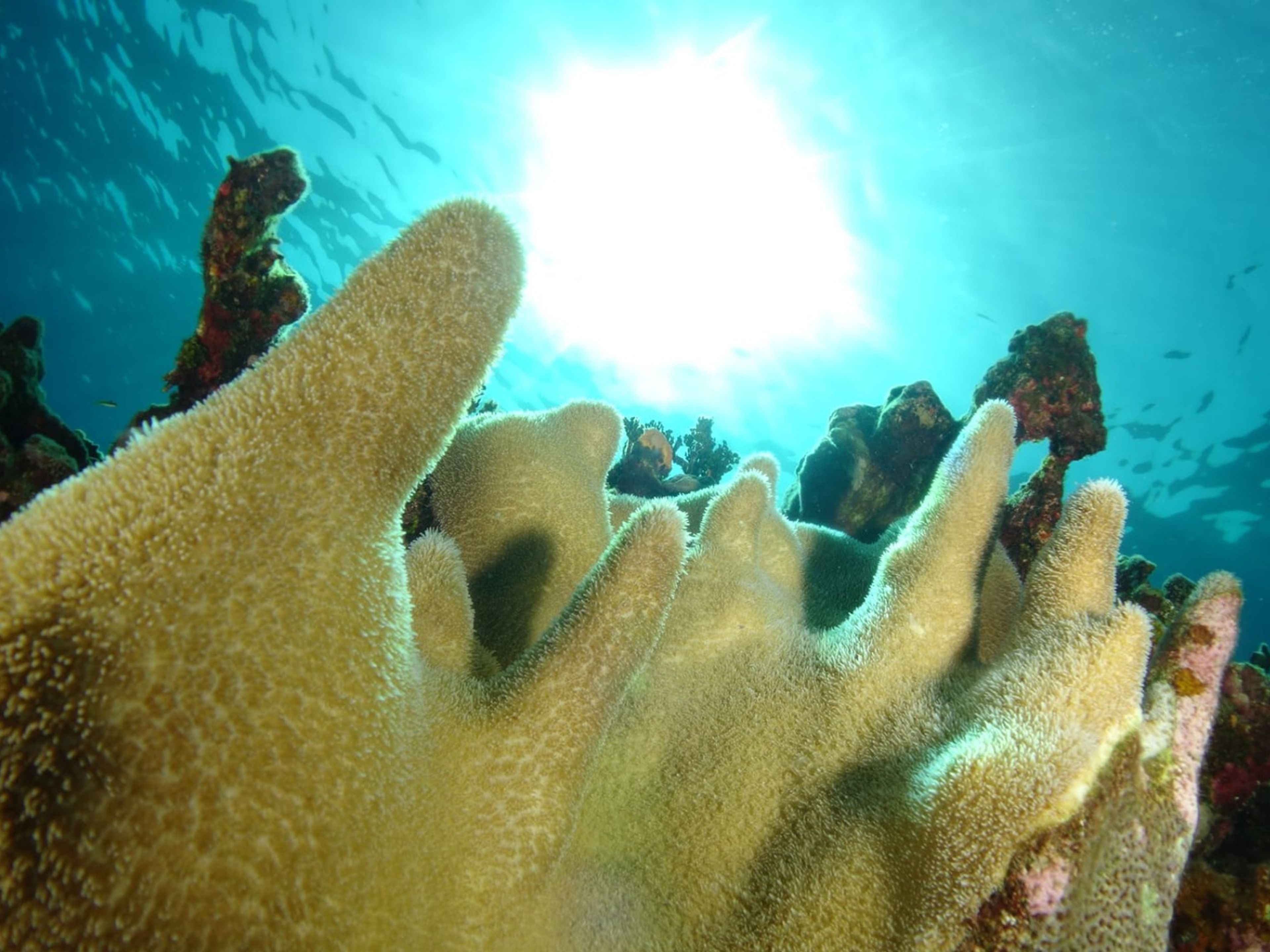 Excursão "MERGULHO SUBMARINO EM PLAYA CORAL, CARBONERAS, MATANZAS". “SCUBA DIVING IN PLAYA CORAL, CARBONERAS, MATANZAS“ Tour