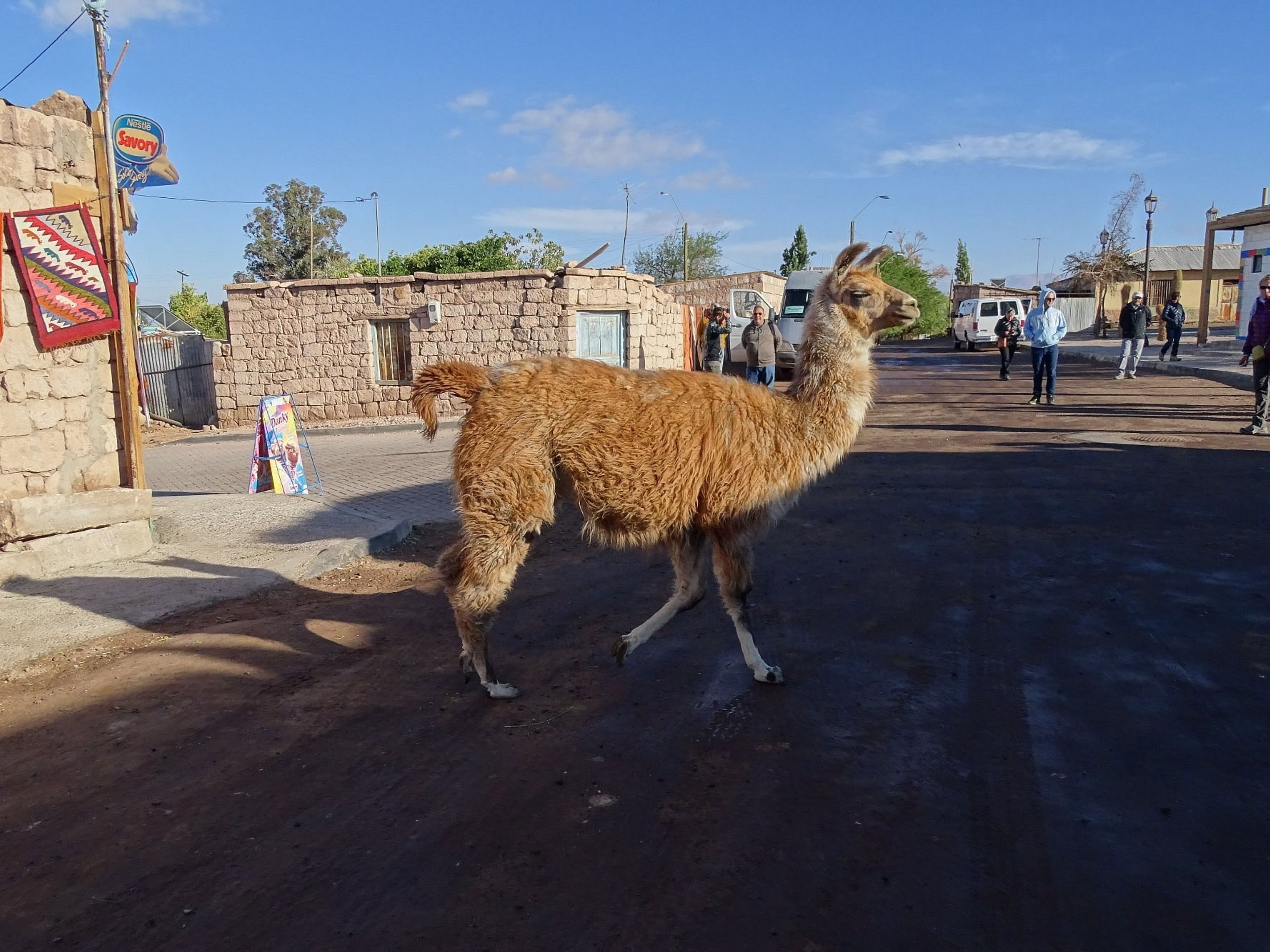 Tour PREMIUM "ROUTE DES VINS DE TOCONAO +  LLAMAS"