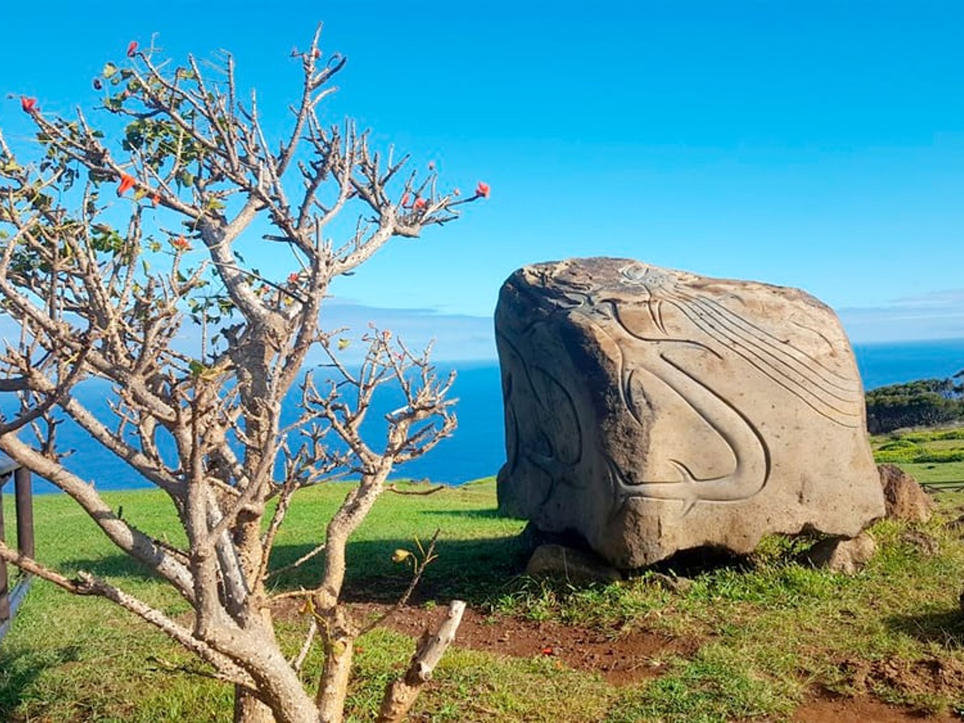 VISITE “ORONGO, TANGATA MANU CEREMONIAL”.. null