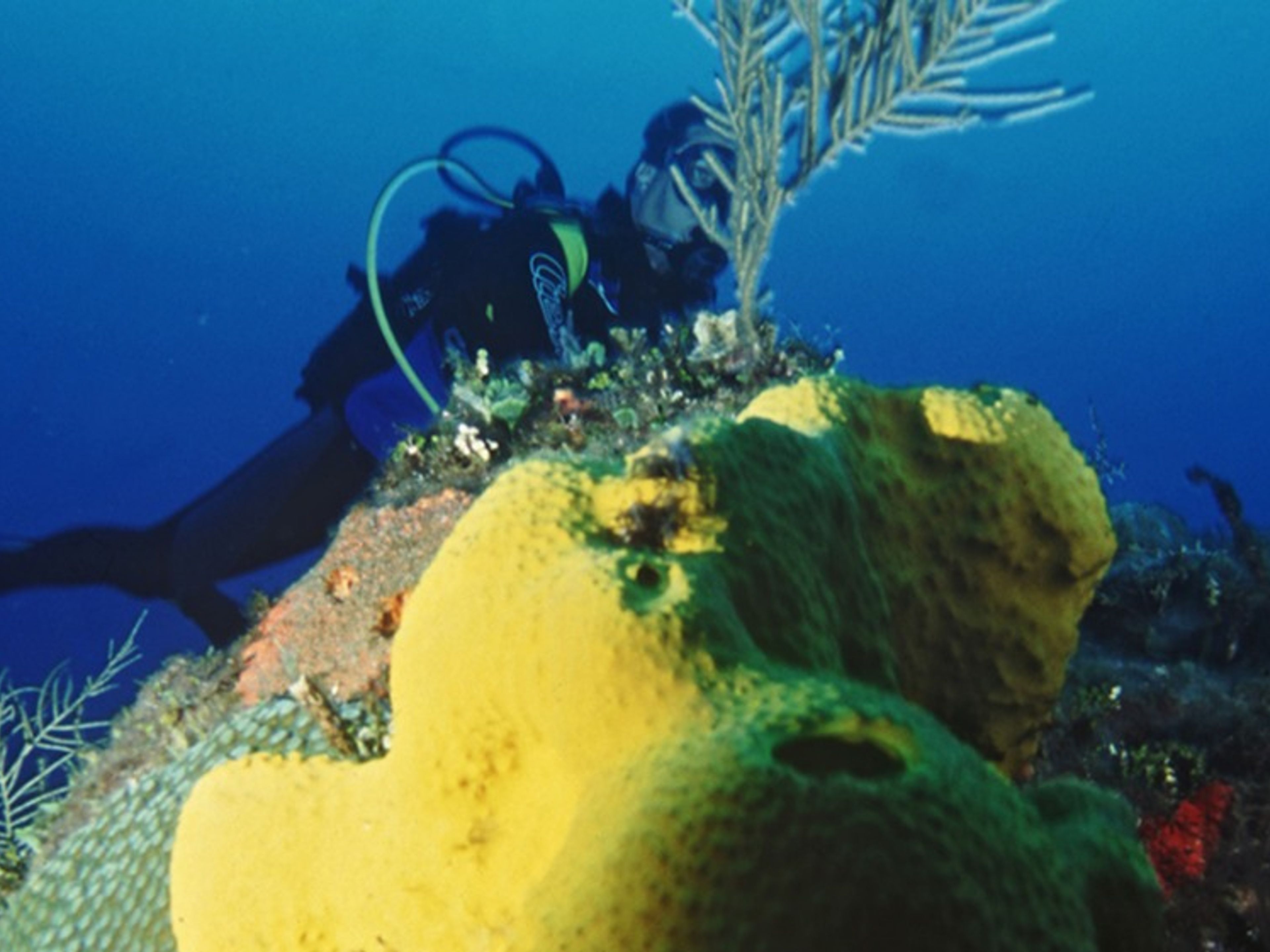 Tour "PLONGÉE SOUS-MARINE À CAYO LARGO DEL SUR". “Scuba Diving Tour in Cayo Largo del Sur”
