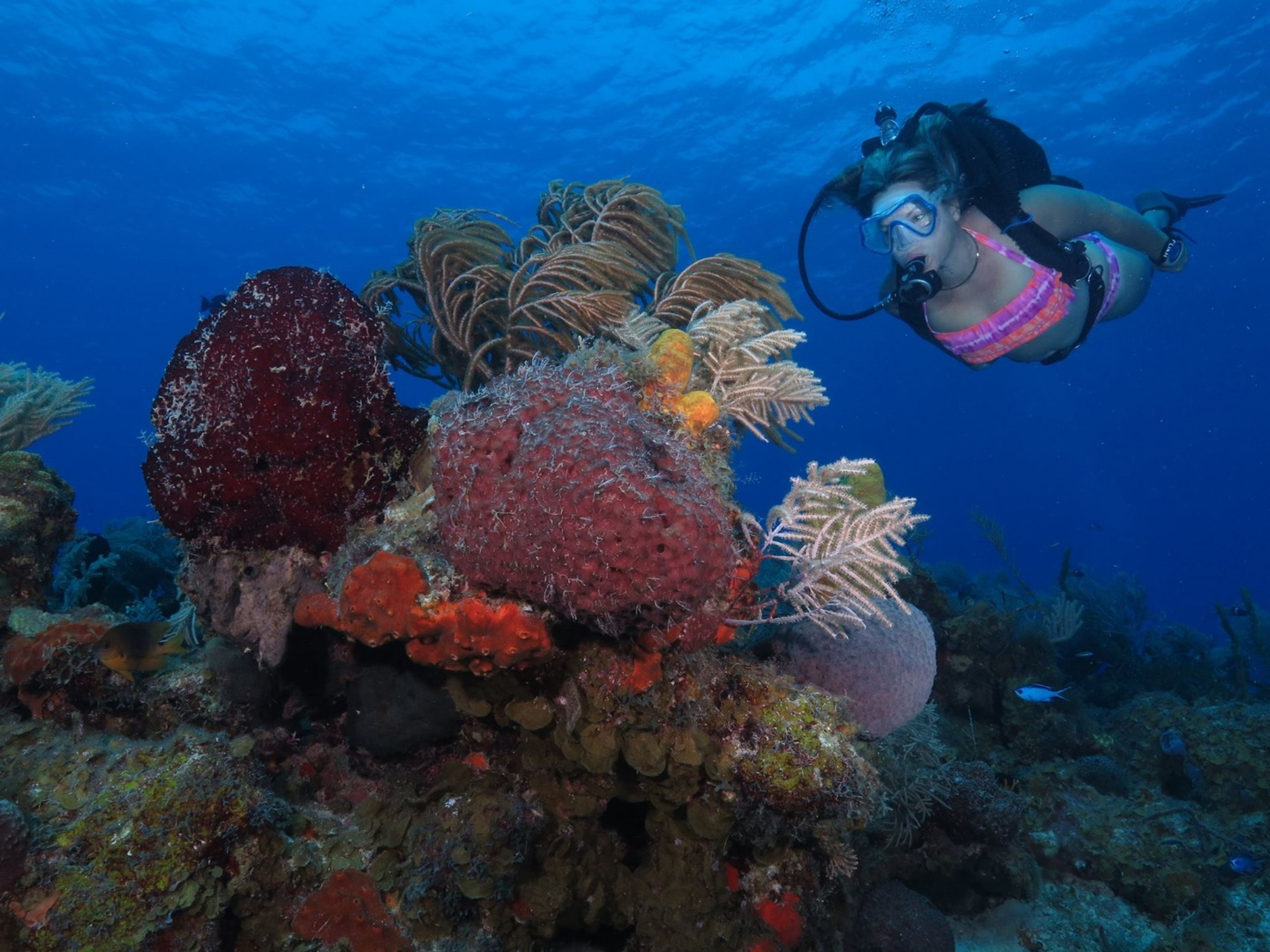 Tур "ДАЙВИНГ В КАЙО ЛАРГО ДЕЛЬ СУР". “Scuba Diving Tour in Cayo Largo del Sur”