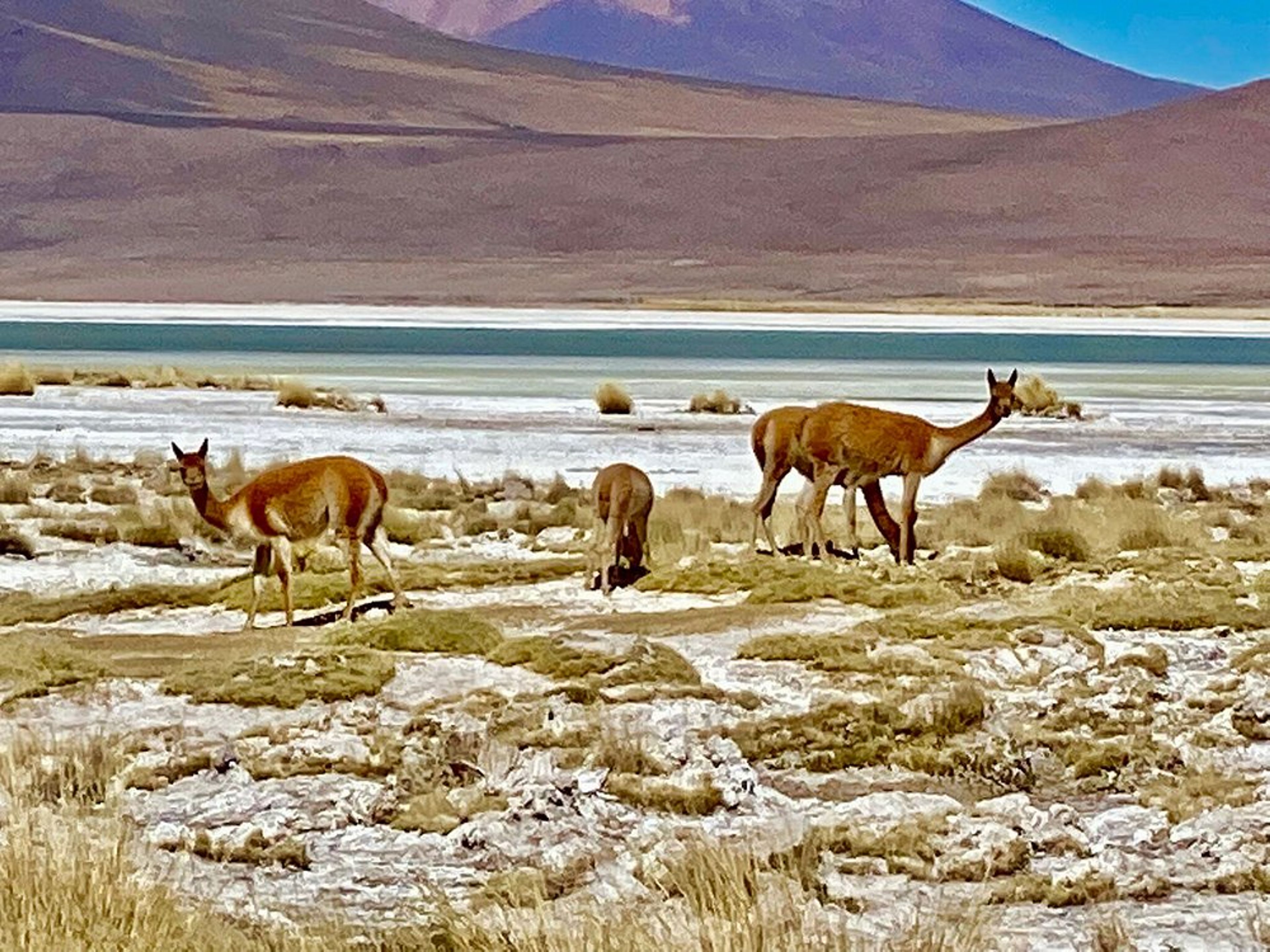 “BESUCH IM NATIONALPARK SALAR DEL HUASCO“ Tour. null