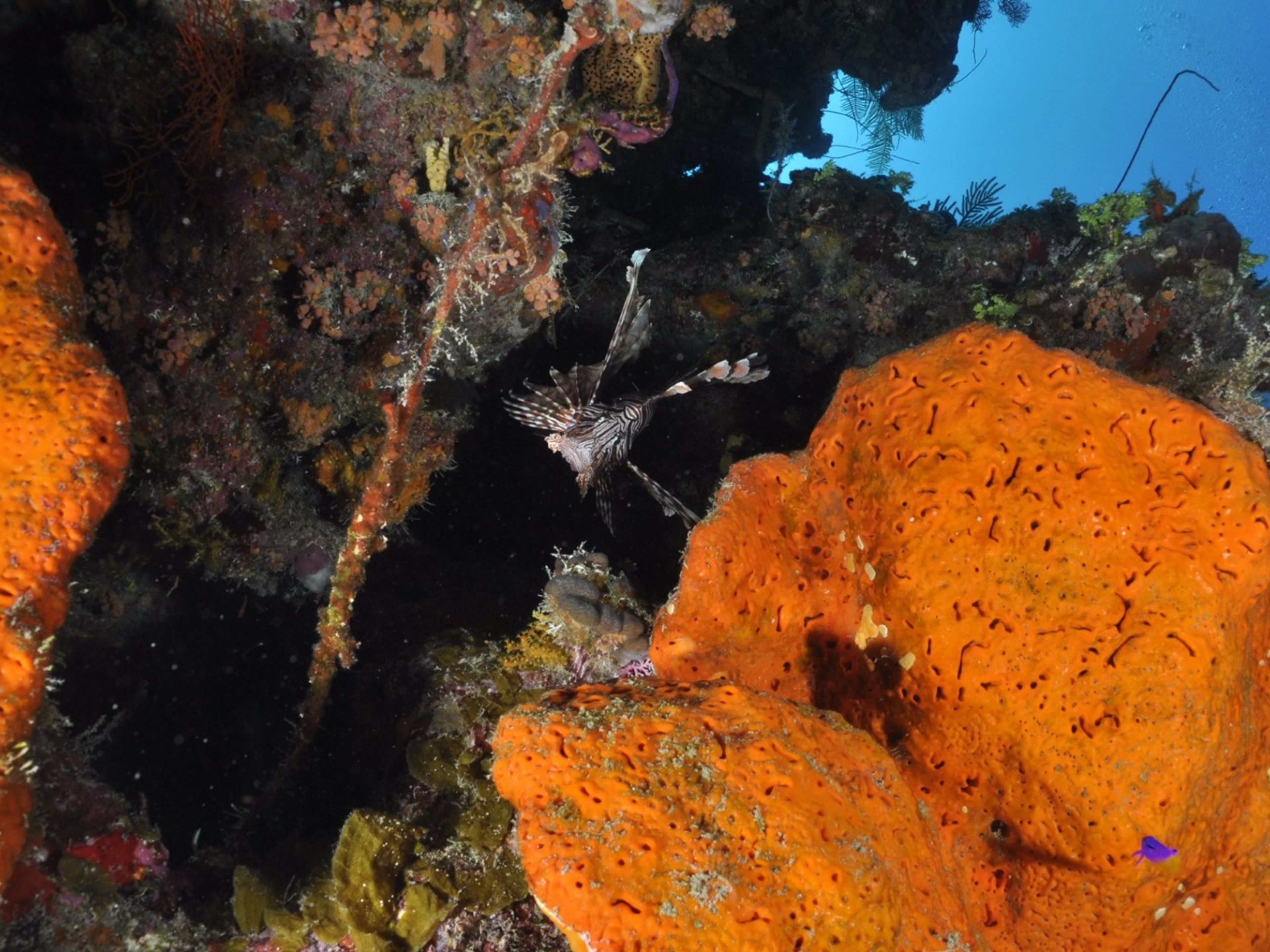 Excursión "Buceo en la playa de Daiquiri". Diving in Daiquiri Beach" Tour