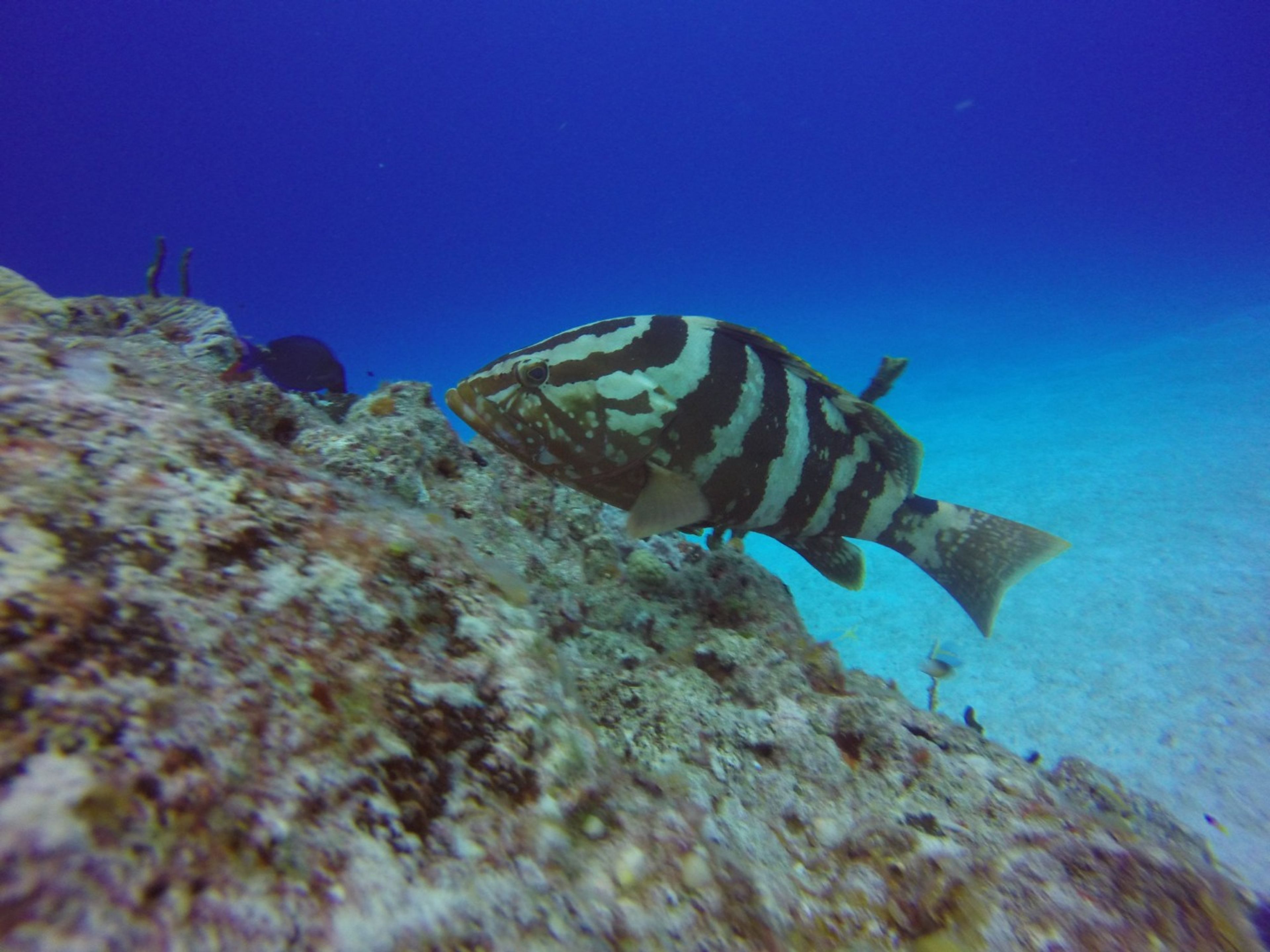 Excursión "Buceo en la playa de Daiquiri". Diving in Daiquiri Beach" Tour