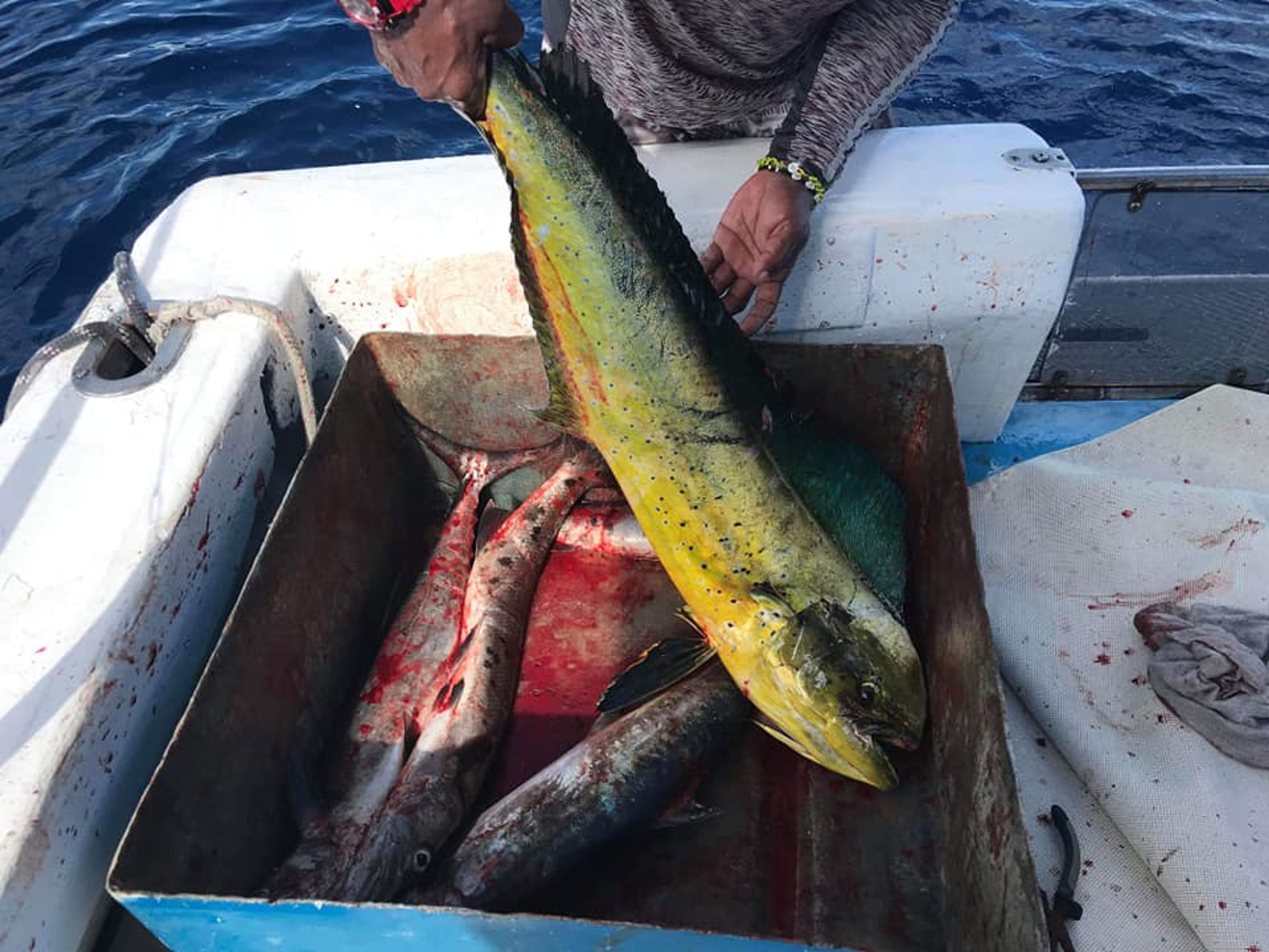 "GRUNDFISCHEREI IN CAYO LARGO DEL SUR" Tour. “BOTTOM FISHING IN CAYO LARGO DEL SUR” Tour, Cuba.
