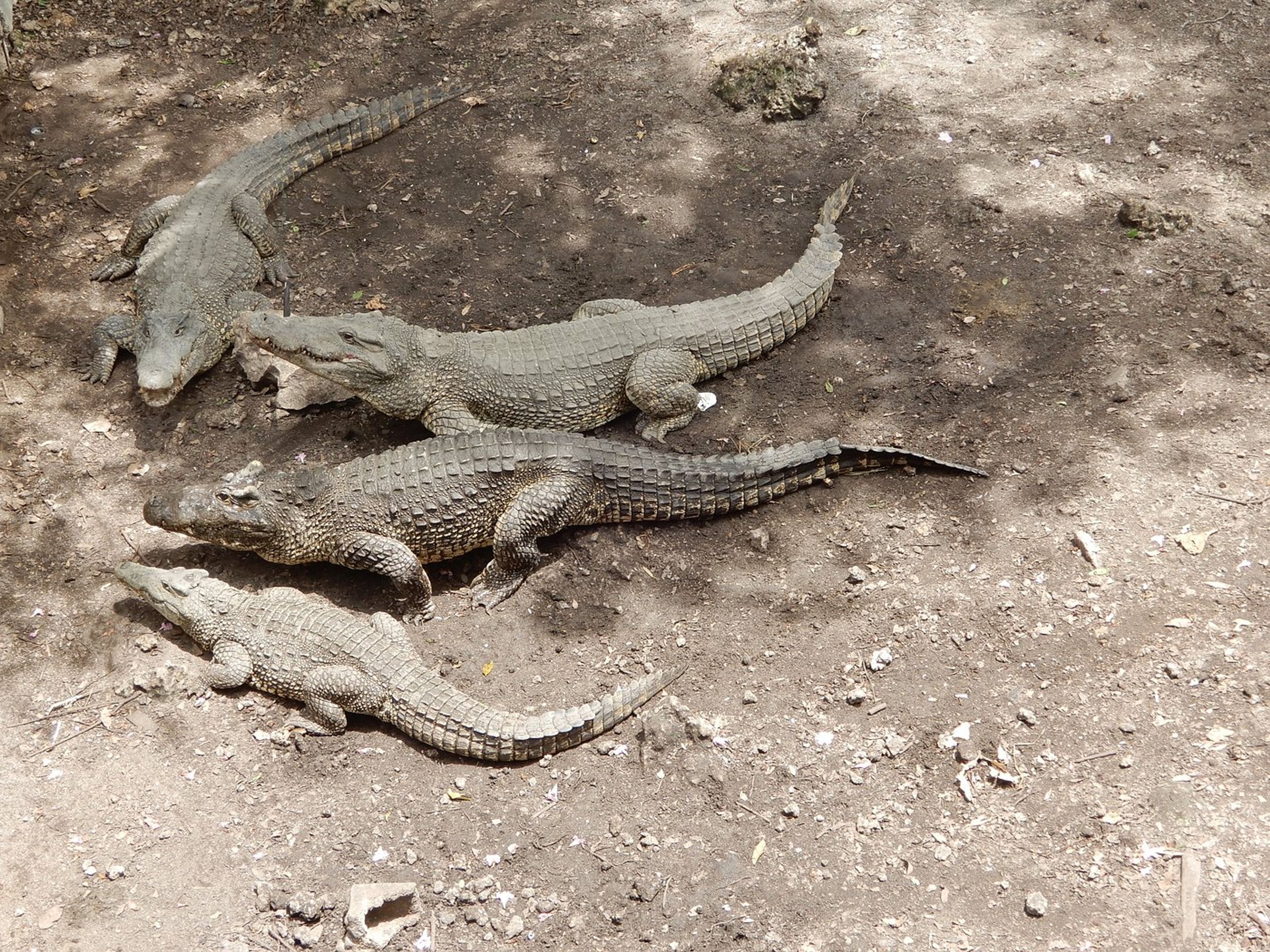 Tour "GUAMÁ". Guamá Tourist Park, Zapata Peninsula, Matanzas, Cuba.
