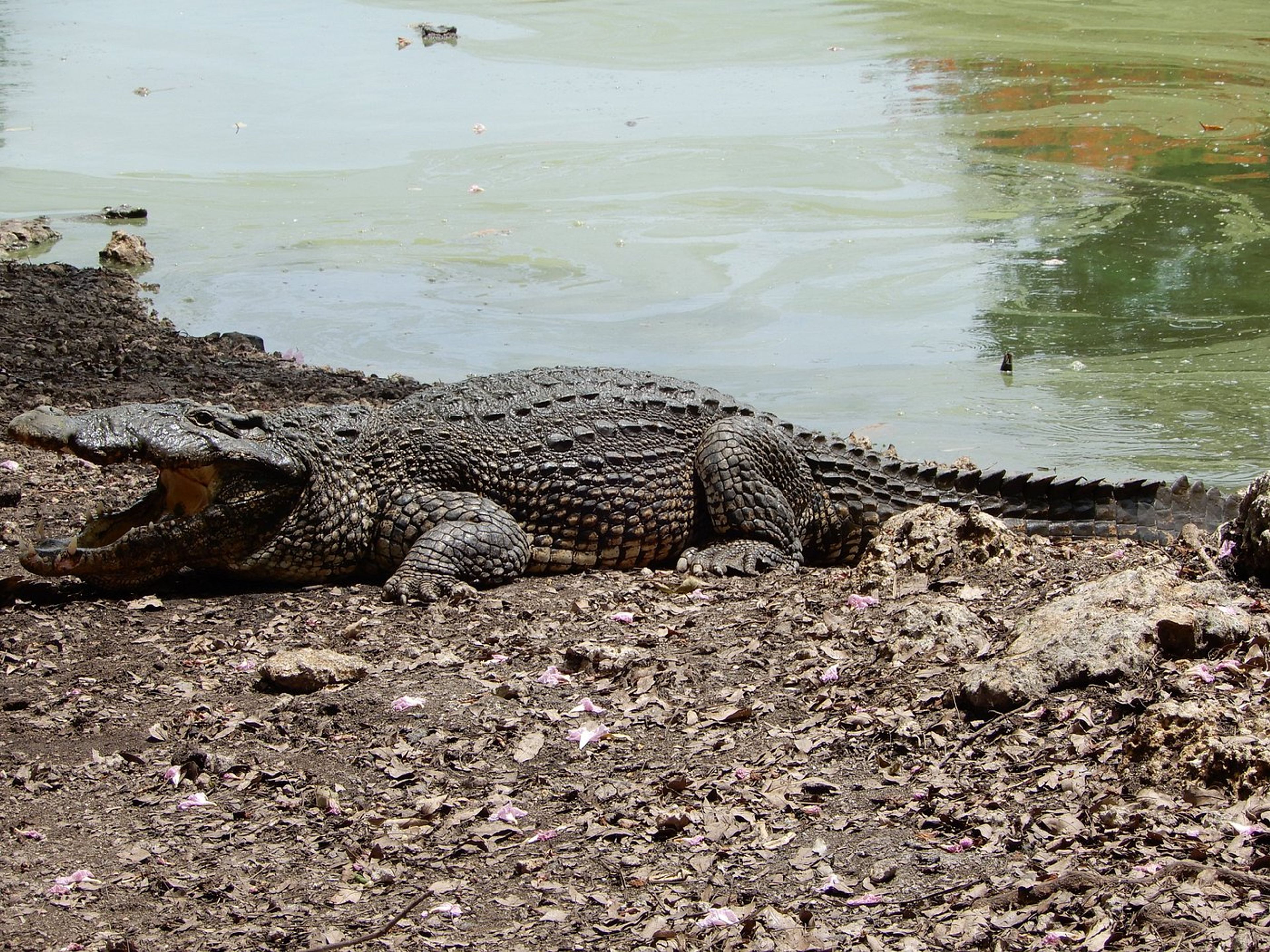 Tour "GUAMÁ". Guamá Tourist Park, Zapata Peninsula, Matanzas, Cuba.