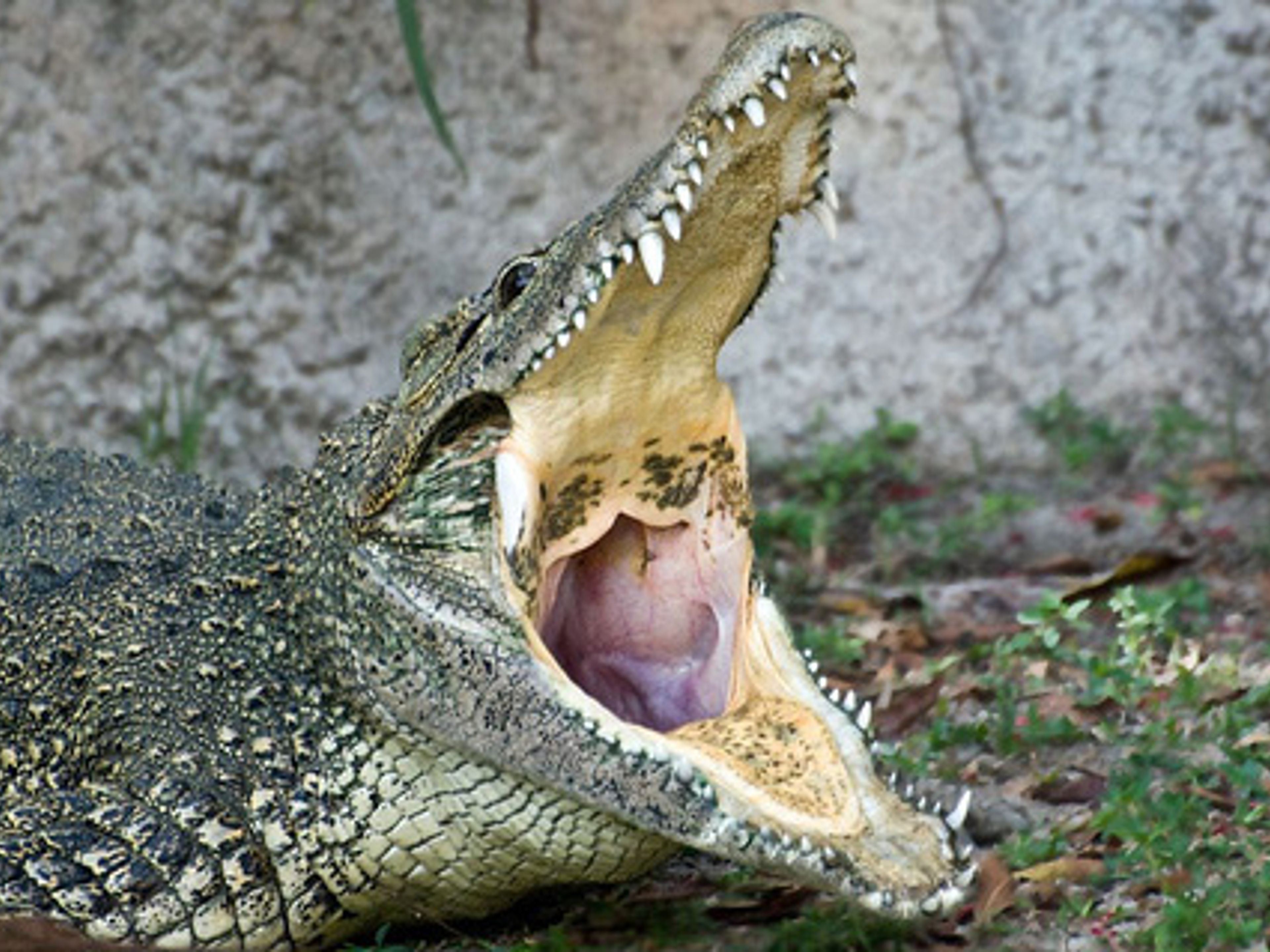 Tour "CIEGO DE ÁVILA, SPECTACULAIRE". Crocodile Farm, Ciego Ávila, Spectacular Tour