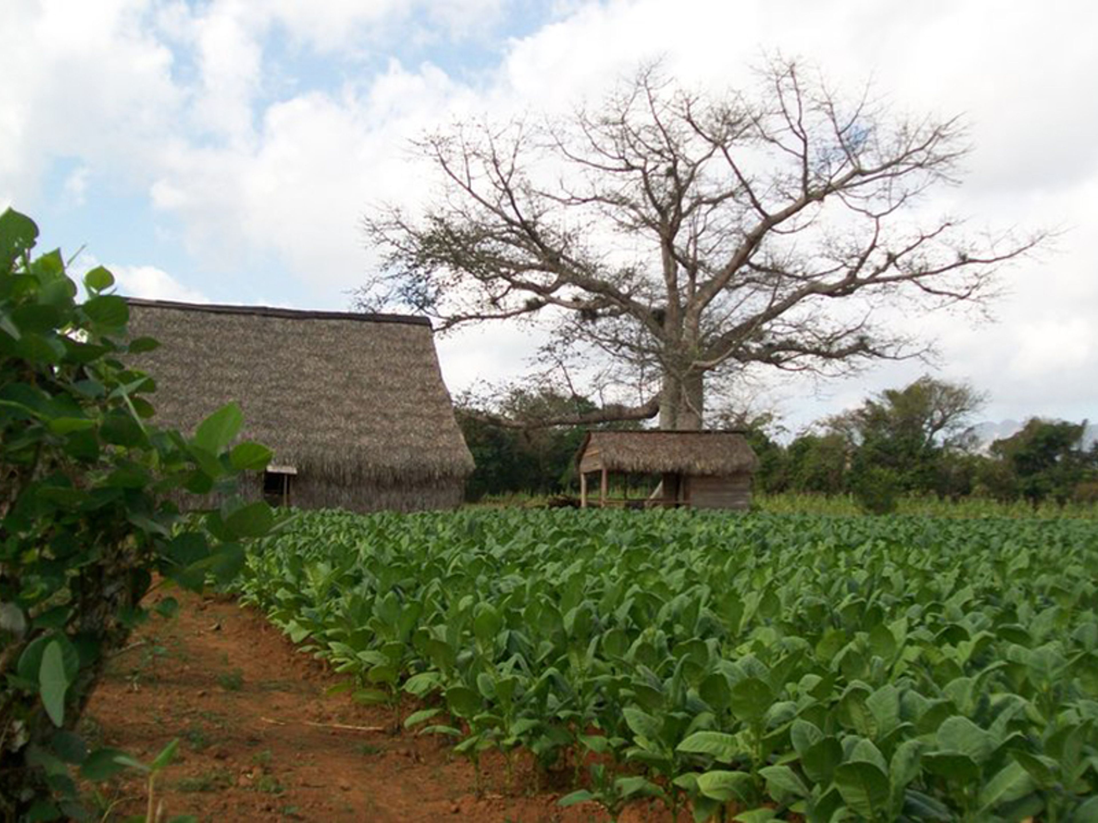 «ГАВАНА - ВИНЬЯЛЕС» Однодневная индивидуальная экскурсия. A traditional tobacco farm, the cultivation of the leaves, Viñales valley