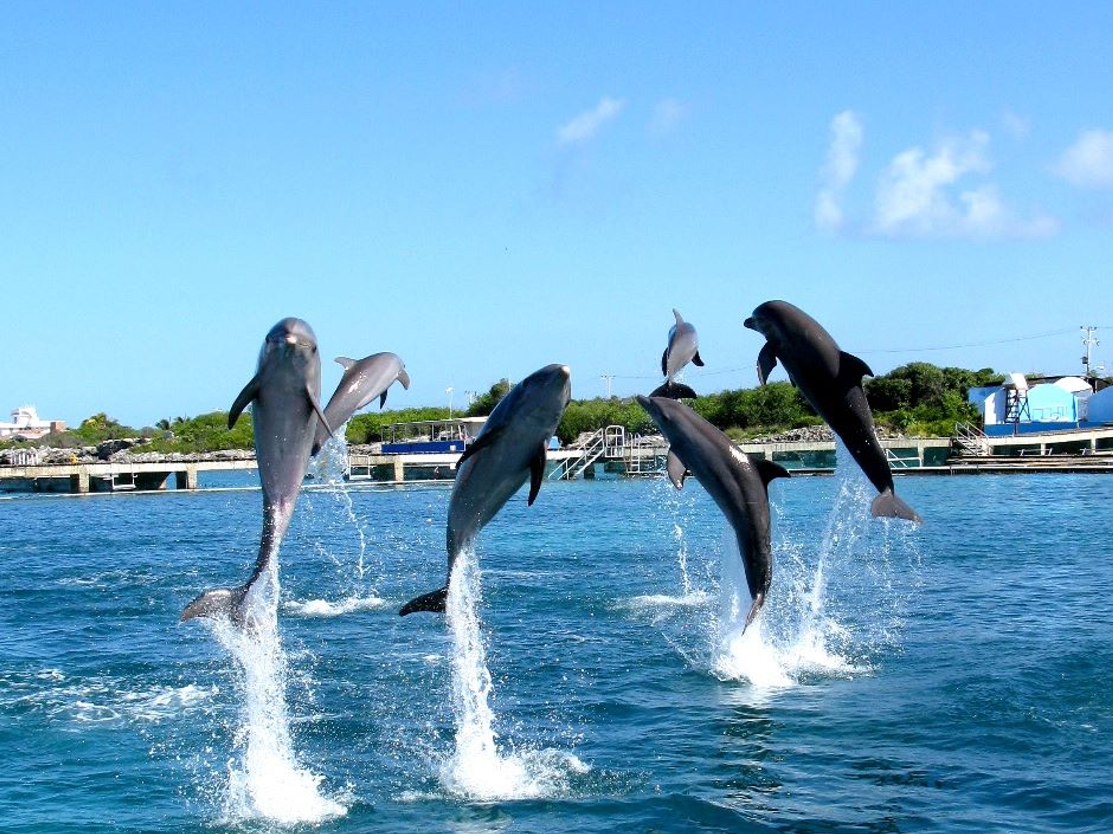 "Tulum + Swim Adventure Excursión en Riviera Maya"