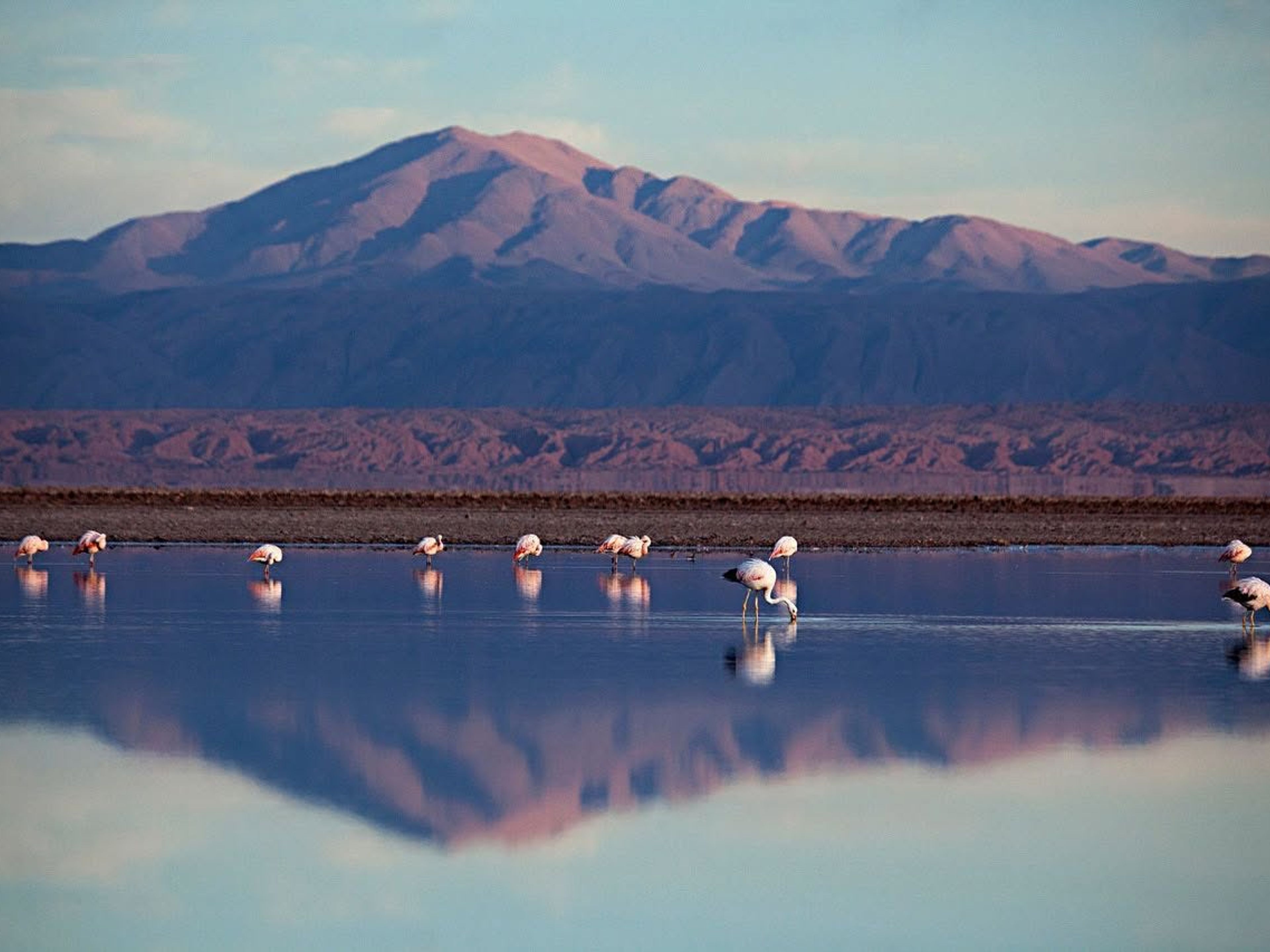 "FULL DAY PIEDRAS ROJAS (RED STONES) & ALTIPLANIC LAGOONS" Tour. "FULL DAY PIEDRAS ROJAS (RED STONES) & ALTIPLANIC LAGOONS" Tour, San Pedro de Atacama, Chile.