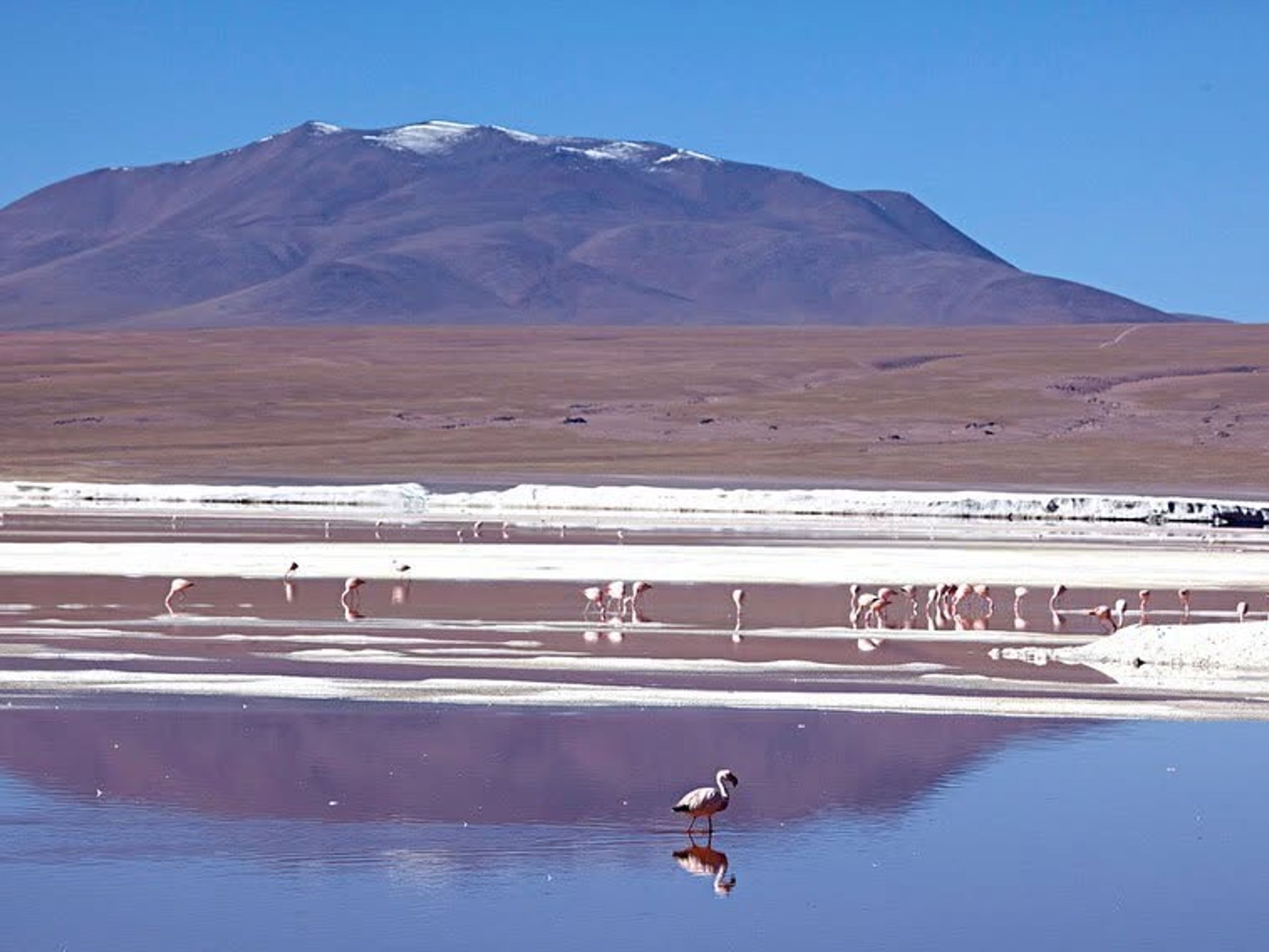 "FULL DAY PIEDRAS ROJAS (RED STONES) & ALTIPLANIC LAGOONS" Tour. "FULL DAY PIEDRAS ROJAS (RED STONES) & ALTIPLANIC LAGOONS" Tour, San Pedro de Atacama, Chile.