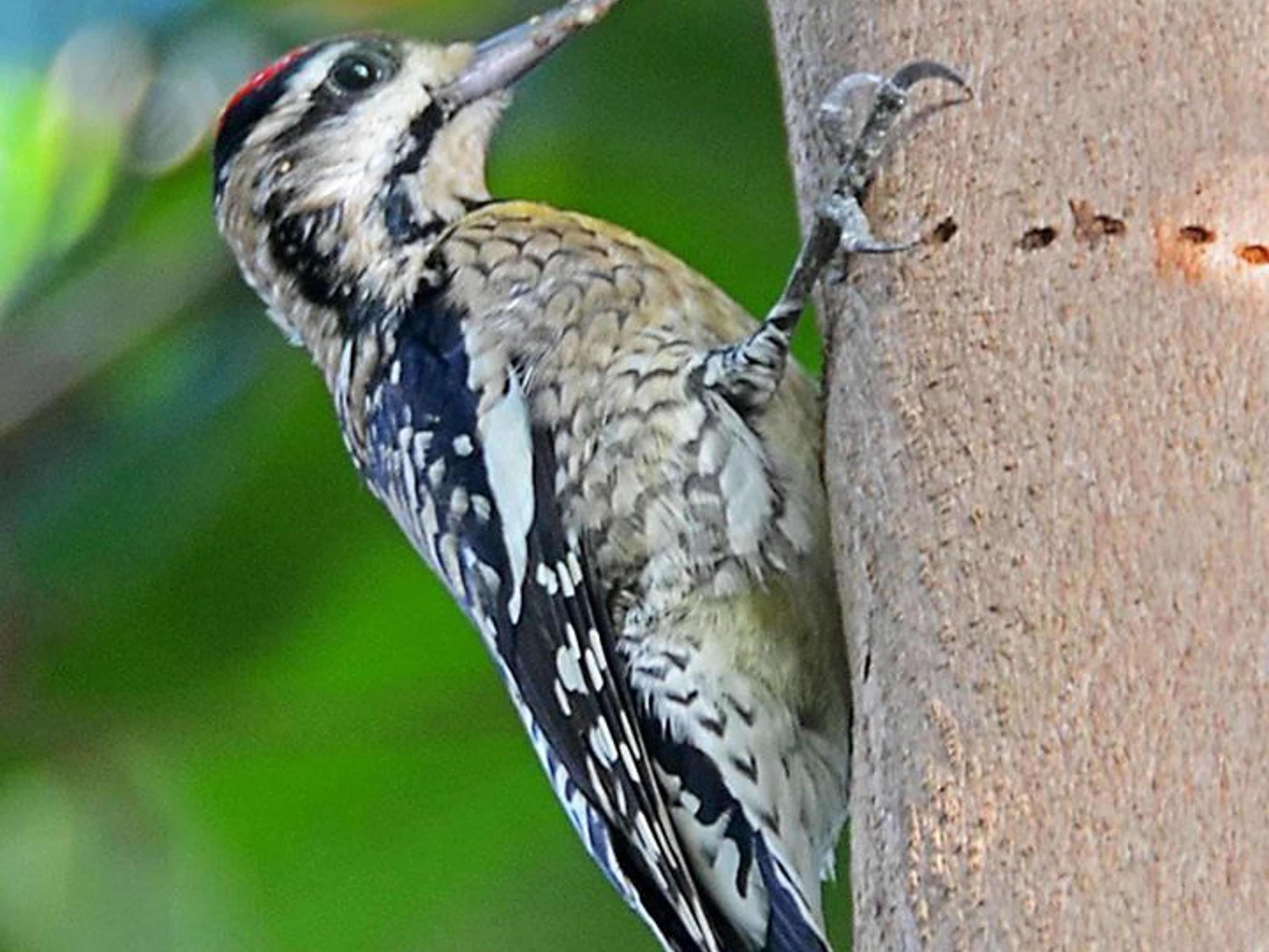 Excursão "Observação de Aves", Las Terrazas. Carpenter de Paso-“Birdwatching tour ”, Las Terrazas