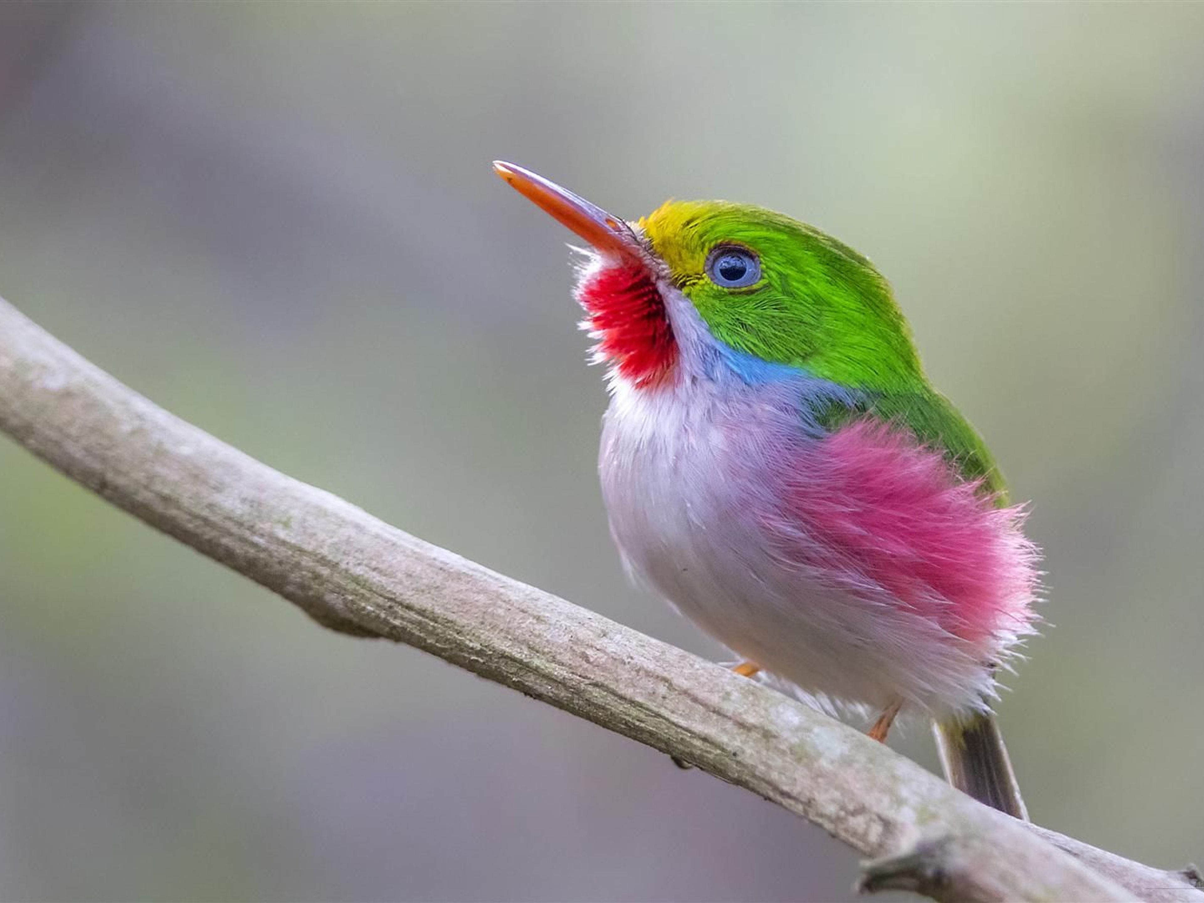 Excursão "Observação de Aves", Las Terrazas