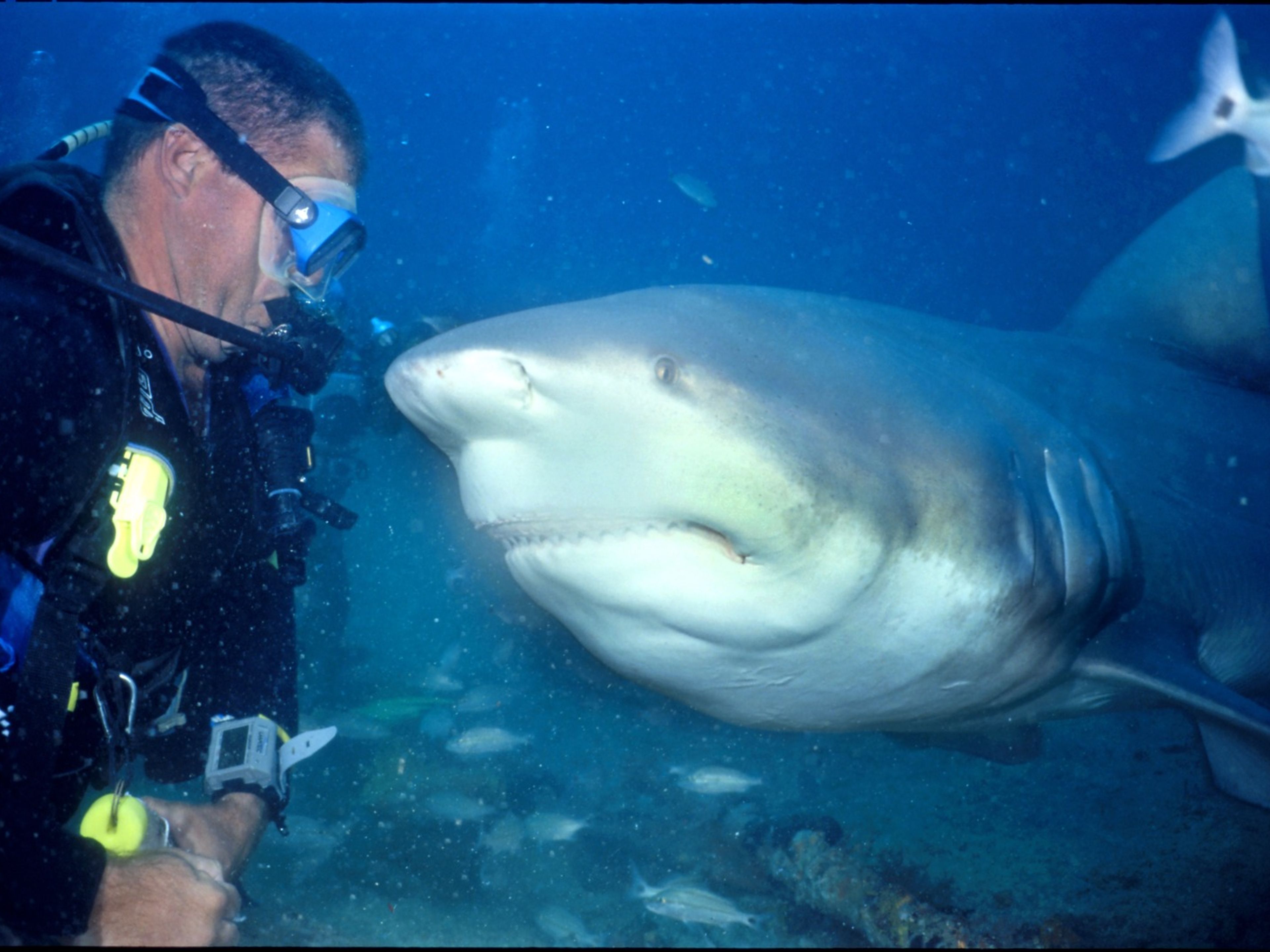 "TAUCHEN MIT BULLENHAIEN IN SANTA LUCIA" Tour. Diving Show with Bull Sharks, Santa Lucía beach, Camagüey