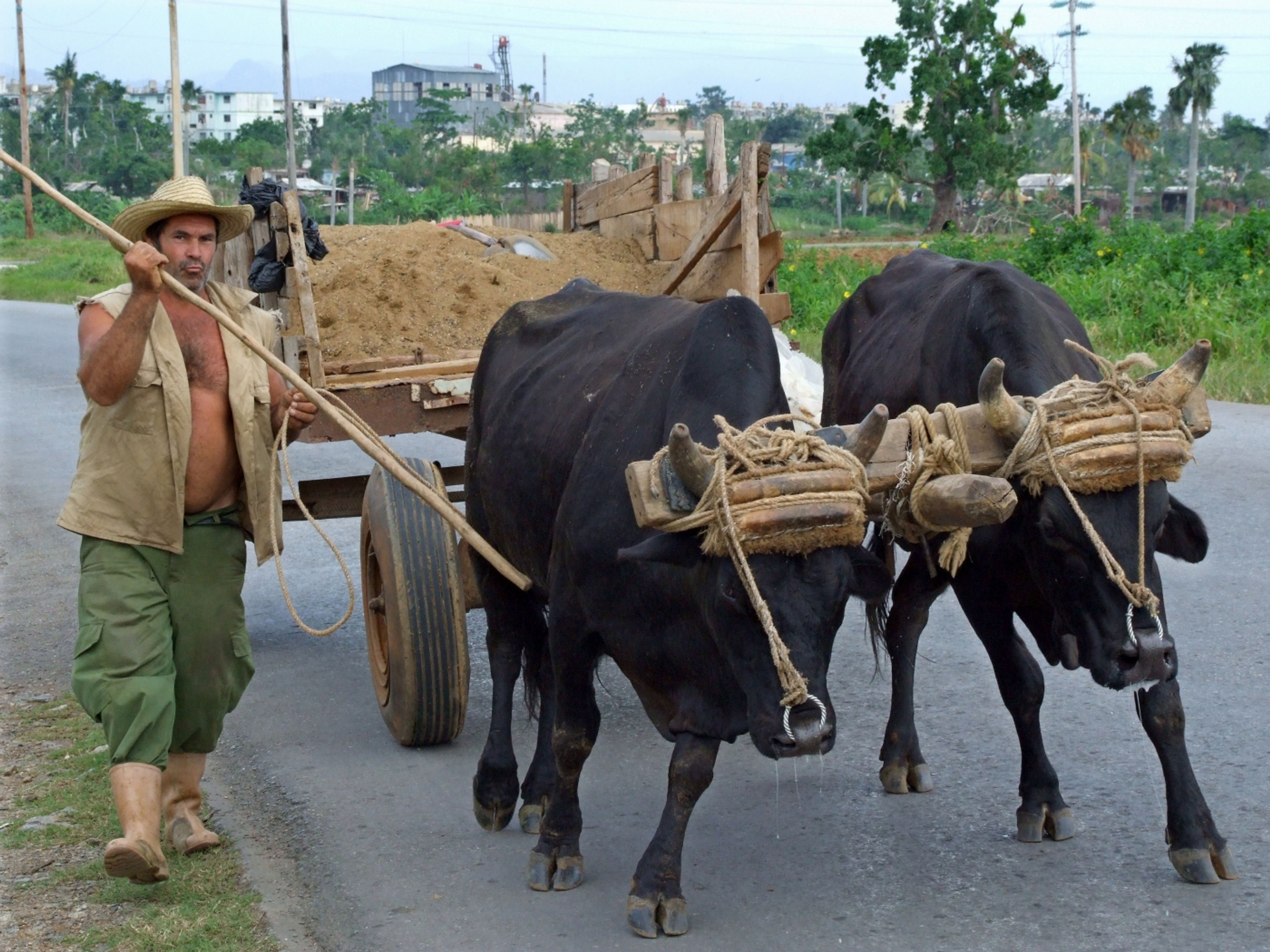 Tour "Visita a Viñales". Traditions and customs, Viñales valley National Park, Pinar del Río. “Visit to Viñales” Tour