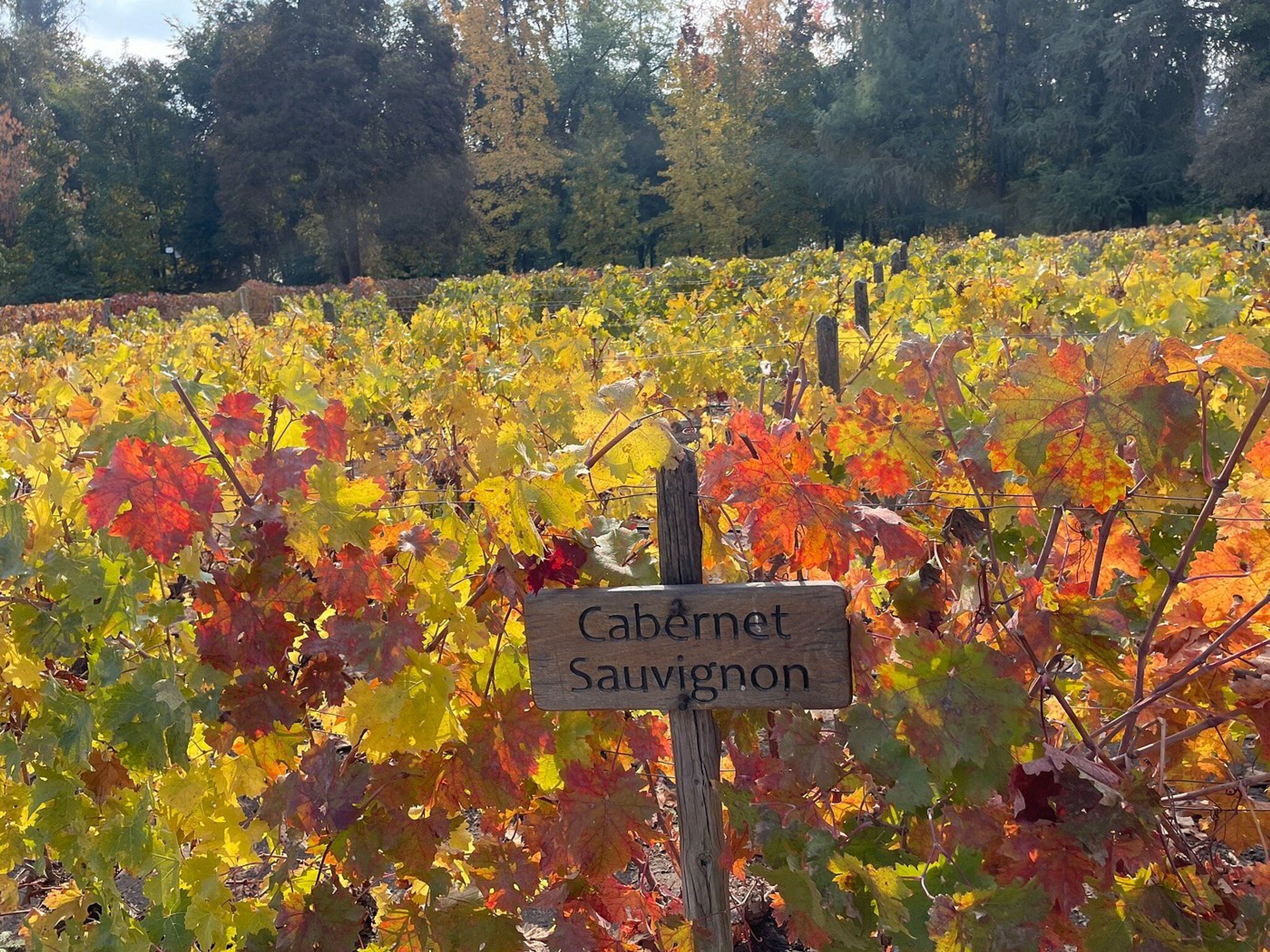 Tour “CELLIER CONCHA & TORO”. “CONCHA & TORO WINERY” Tour, Chile.