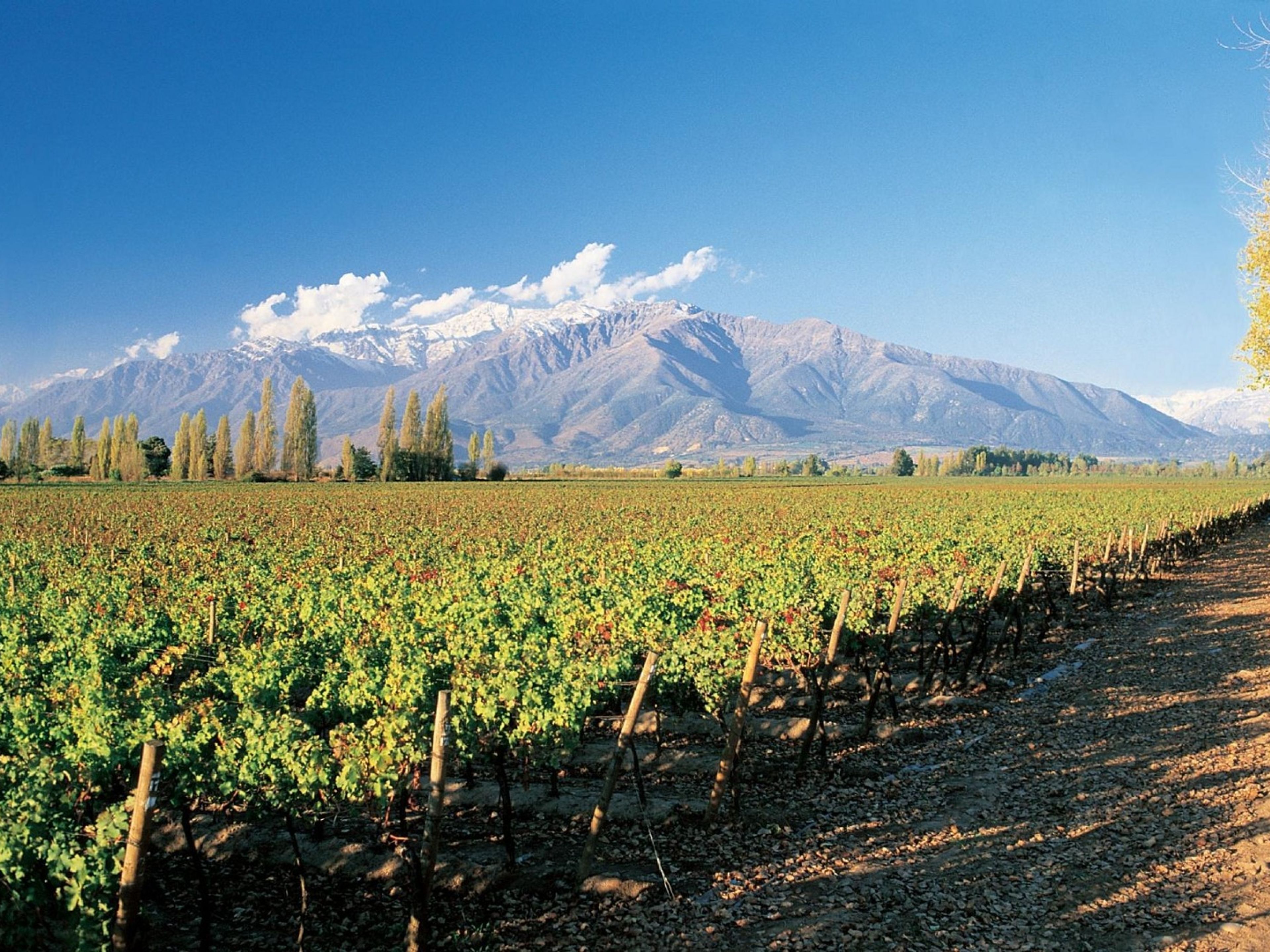 “CONCHA & TORO WINERY” Tour. “CONCHA & TORO WINERY” Tour, Chile.