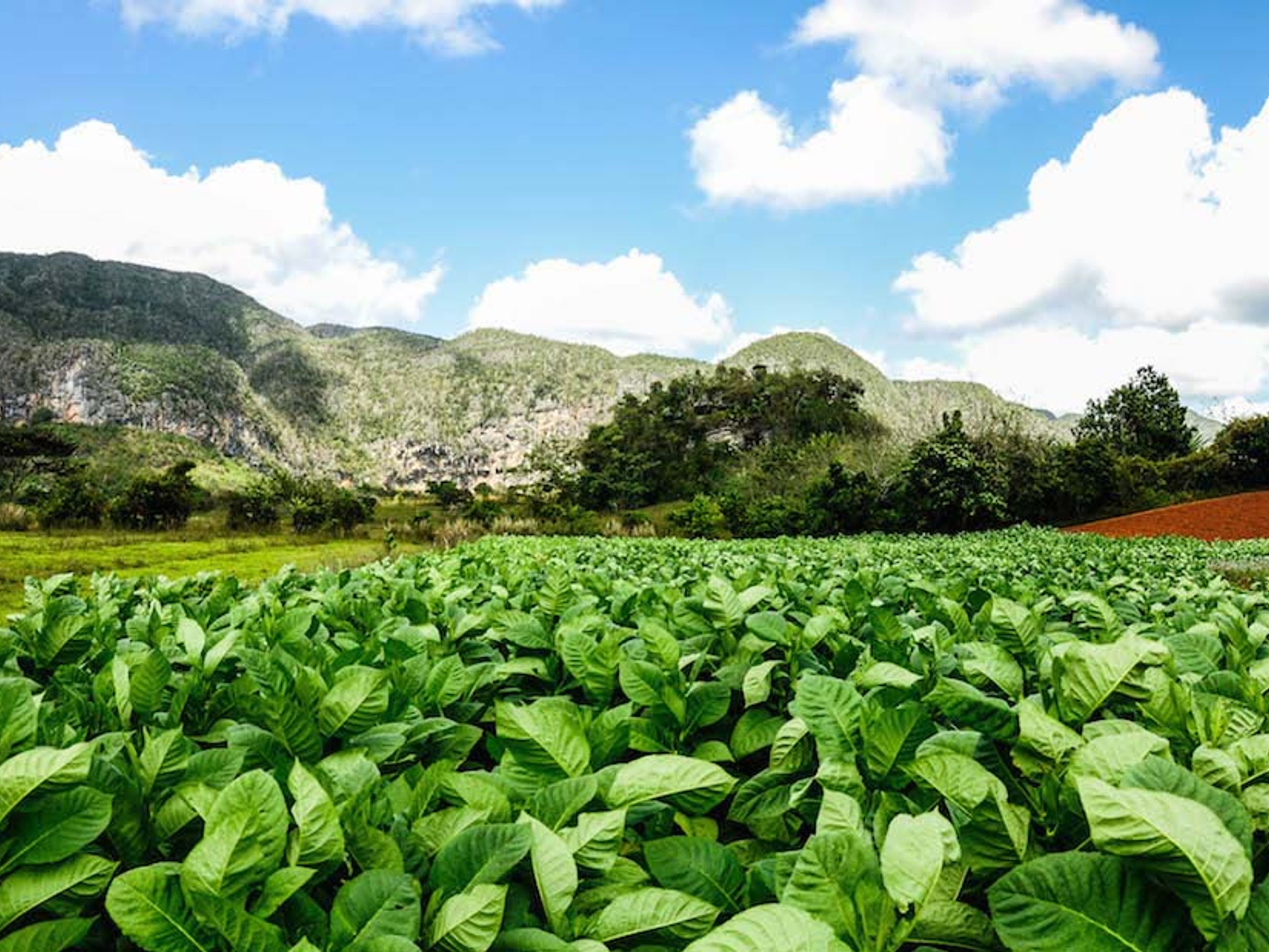 Tour "TRADIZIONE E NATURA". A traditional tobacco farm, the handmade processes of the leaves, Viñales Valley National Park, Pinar del Río