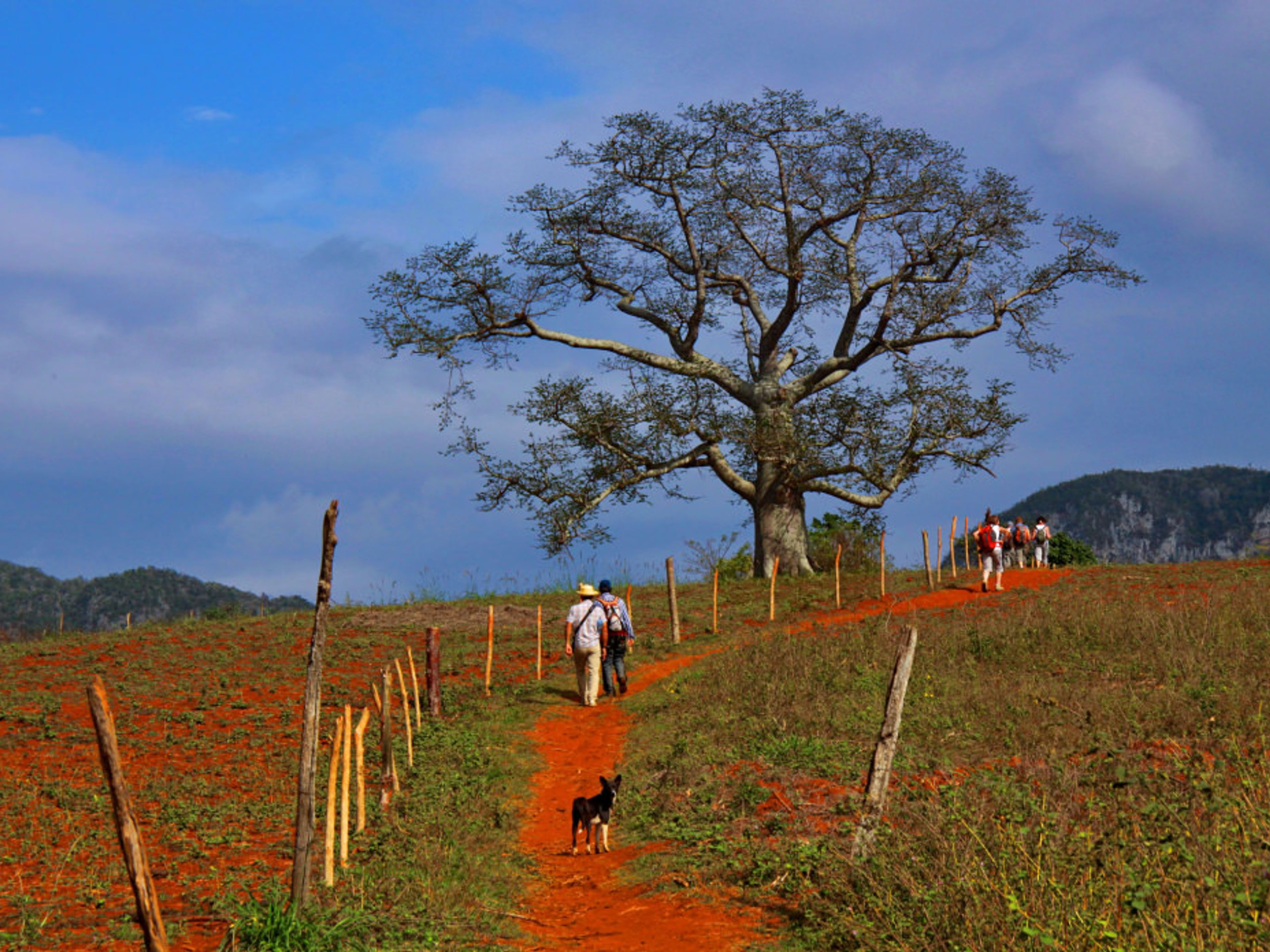 Tour "Le Tre Valli". Viñales valley National Park, declared a Cultural Heritage Site by UNESCO, Pinar del Río