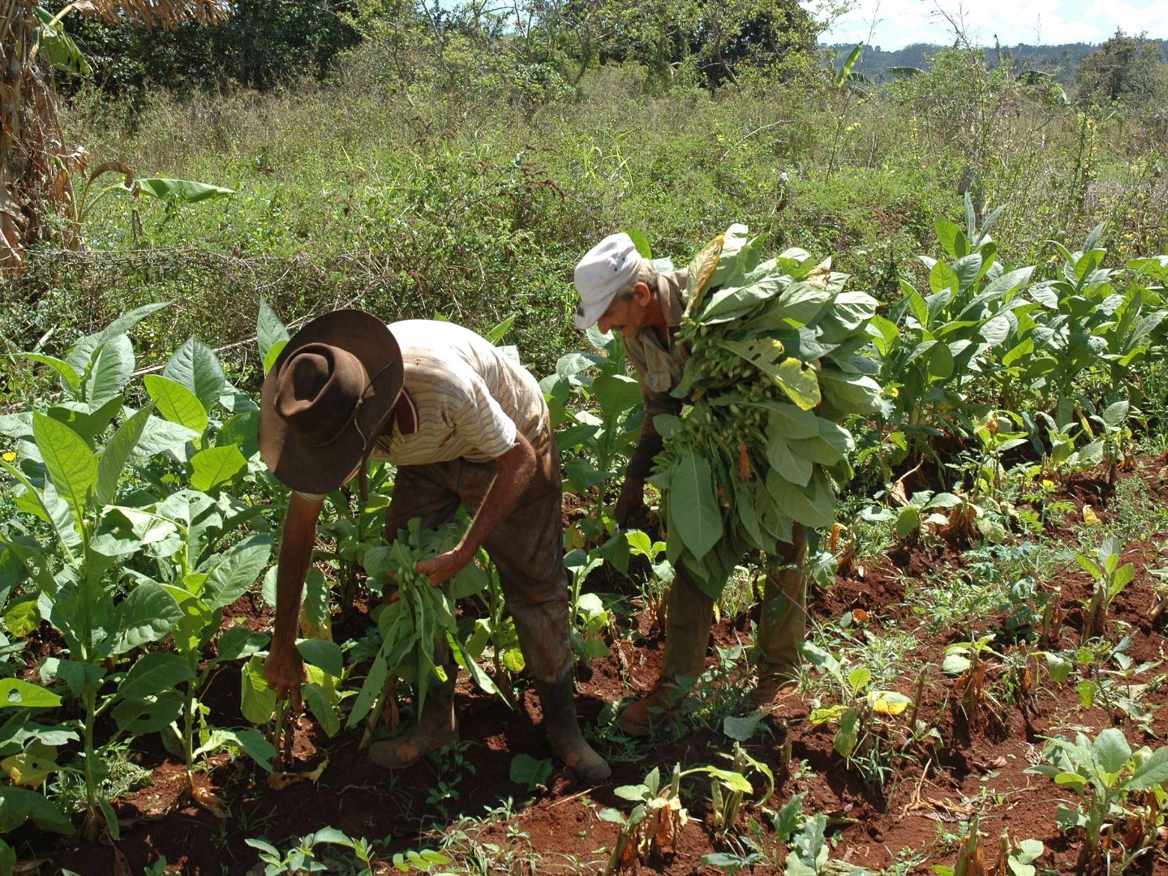Tour „ATEMBERAUBENDE AUSBLICKE“. A traditional tobacco farm, the handmade processes of the leaves, Viñales Valley National Park, Pinar del Río