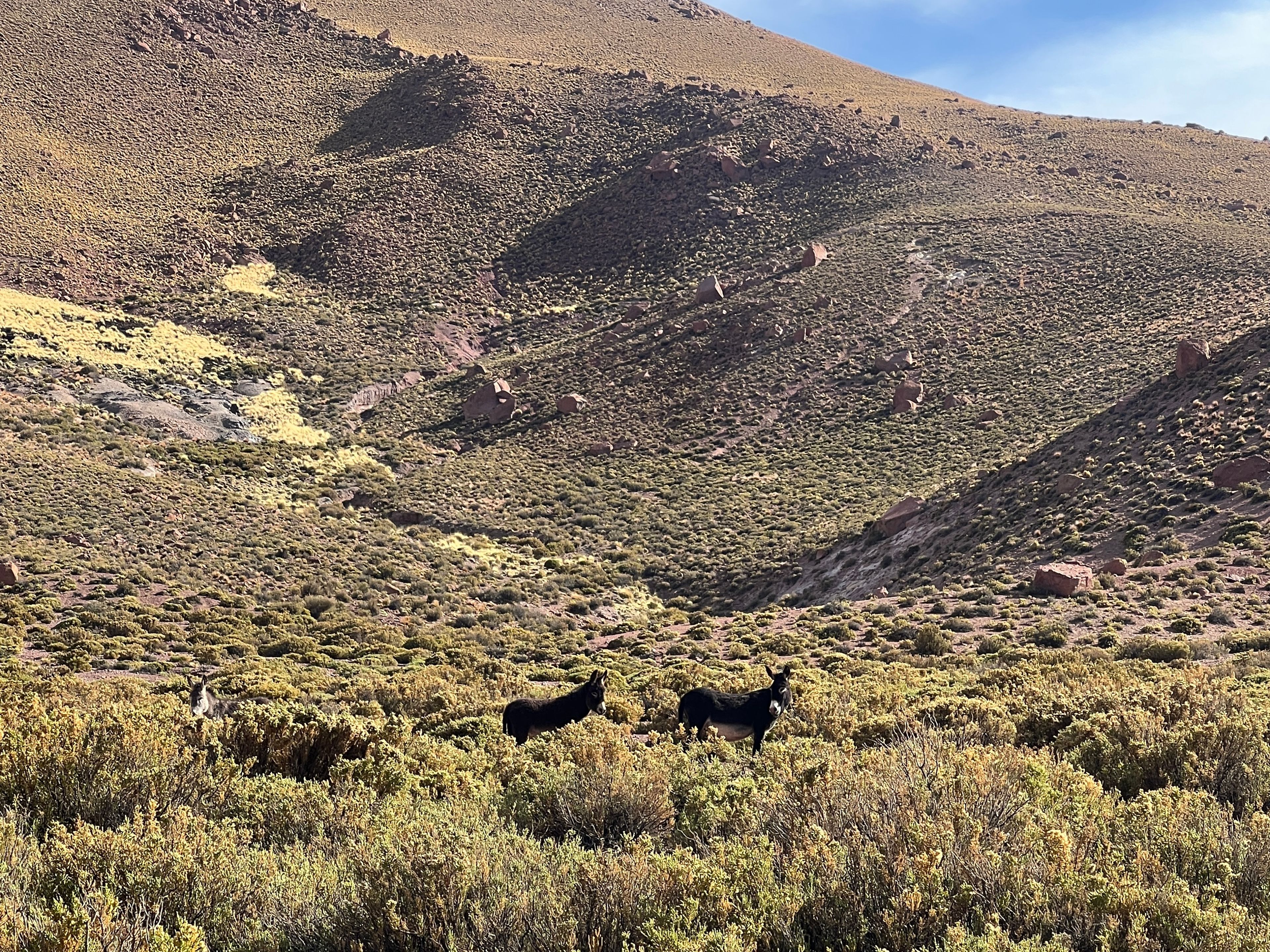 Tур ПРЕМИУМ "ТРЕККИНГ В МАЧУКУ – РИО-ГРАНДЕ". "TREKKING TO MACHUCA - RÍO GRANDE" PREMIUM Tour, San Pedro de Atacama, Chile. 