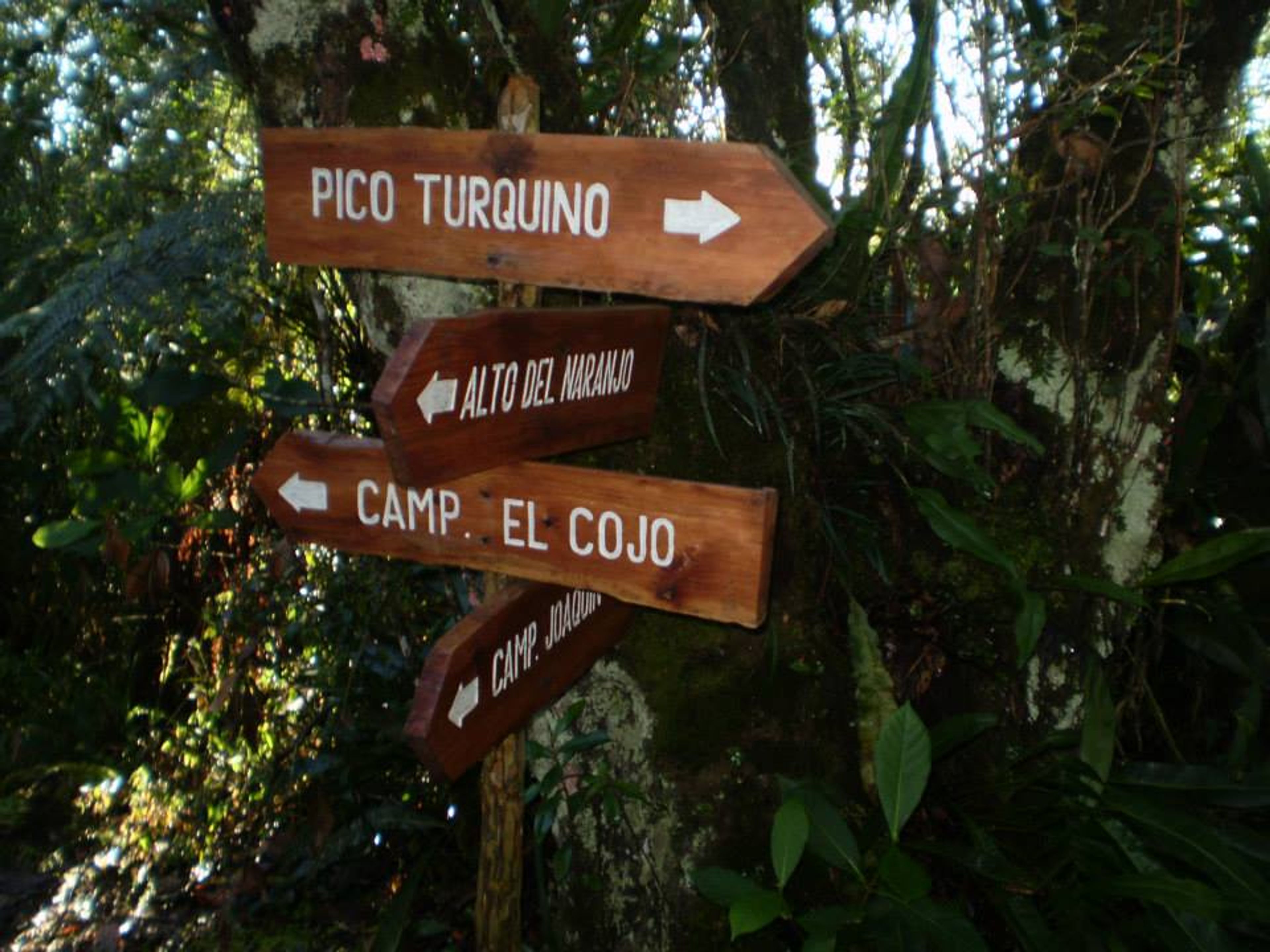 Tour di Trekking “PICO REAL DEL TURQUINO (DA VILLA SANTO DOMINGO)” (3 giorni / 2 notti). Pico Real del Turquino, Turquino National Park, Granma, Cuba.