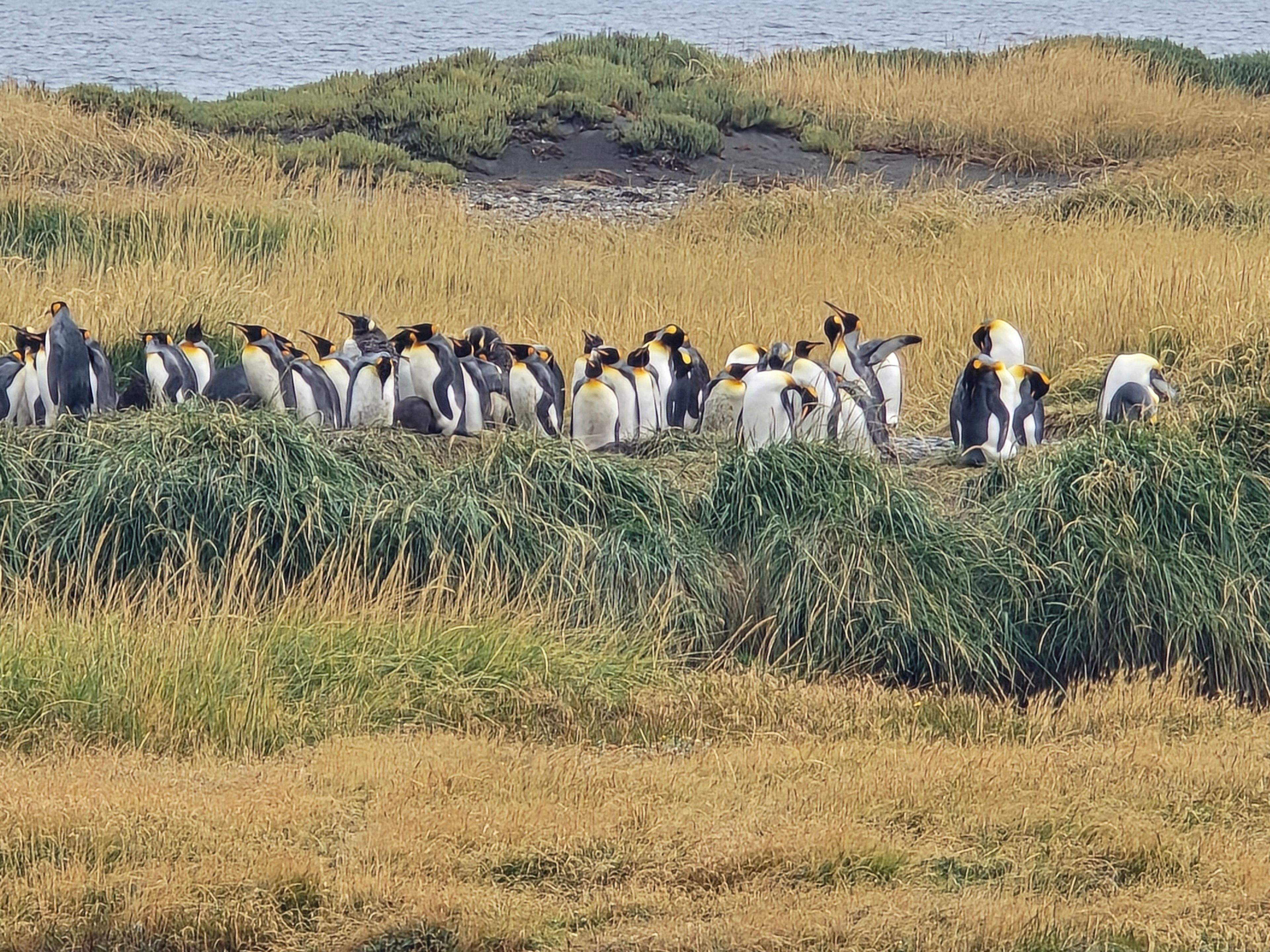 "GANZTAGESTOUR NACH TIERRA DEL FUEGO NATIONALPARK - PINGÜINO REY PARK" Tour