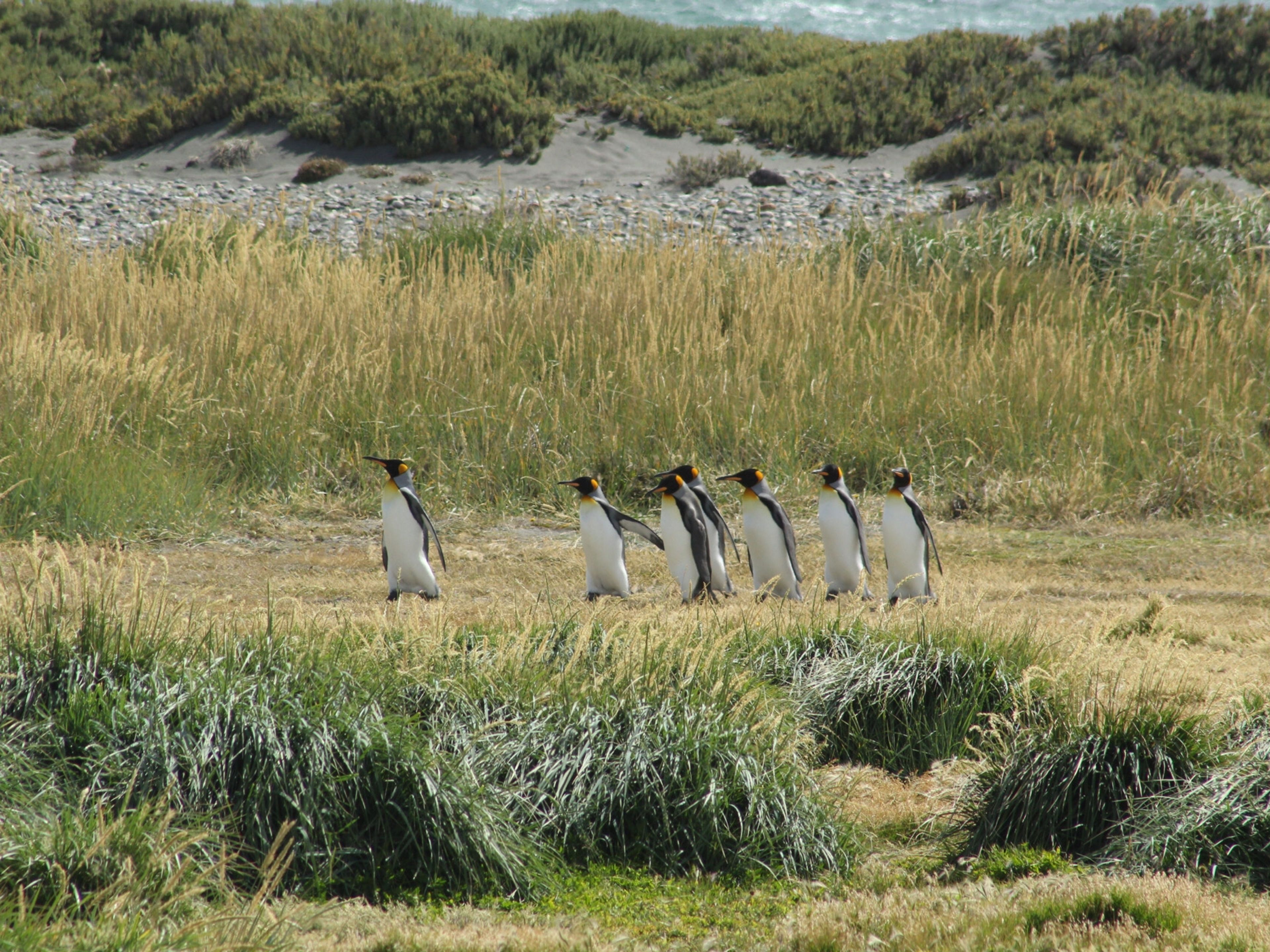 "GANZTAGESTOUR NACH TIERRA DEL FUEGO NATIONALPARK - PINGÜINO REY PARK" Tour. "FULL DAY TIERRA DEL FUEGO - PINGÜINO REY PARK" Tour, Punta Arenas, Chile. 
