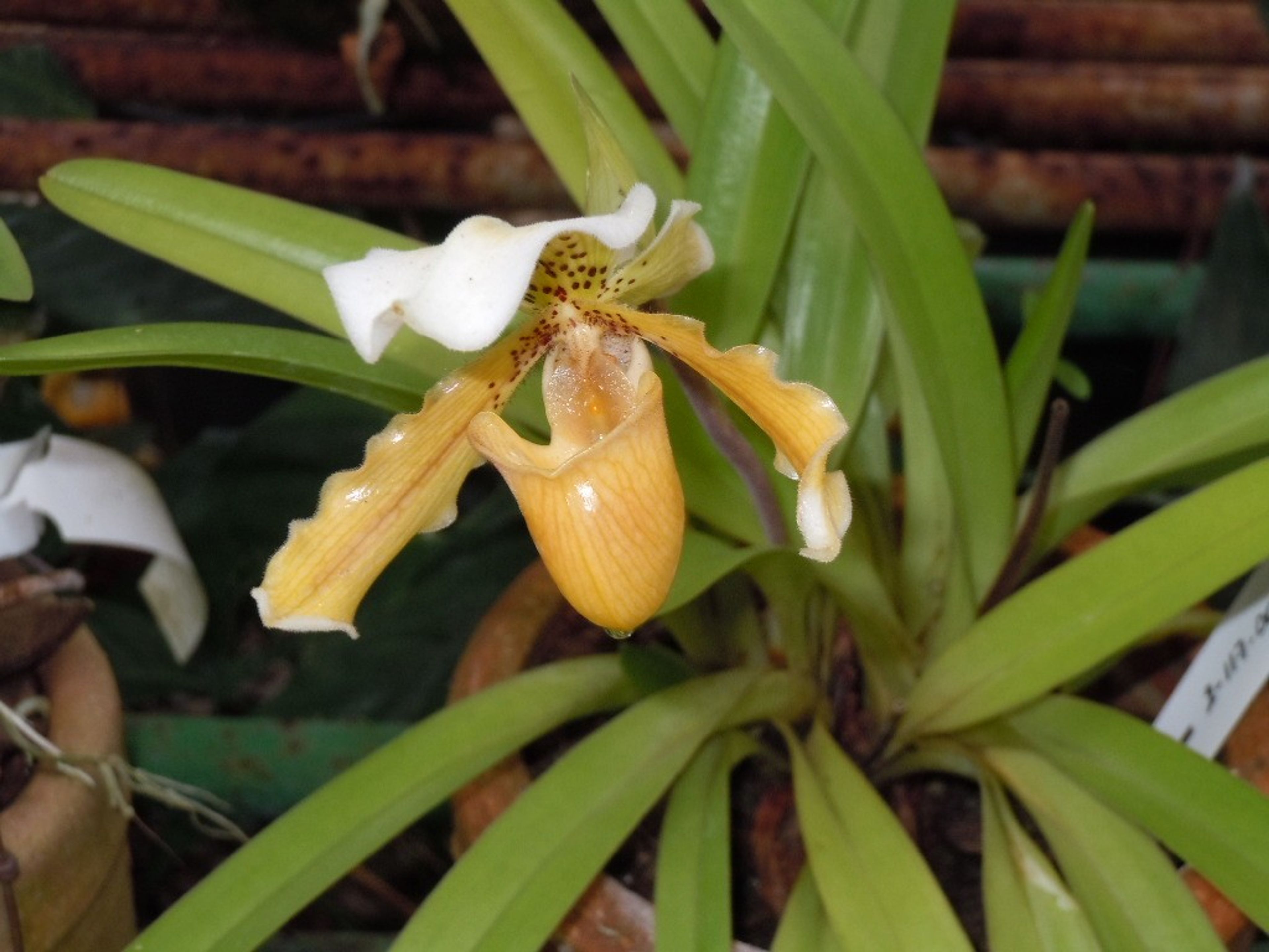 “Las Terrazas - Soroa” Tour. Varieties of orchids at the Soroa’s Orchid Garden