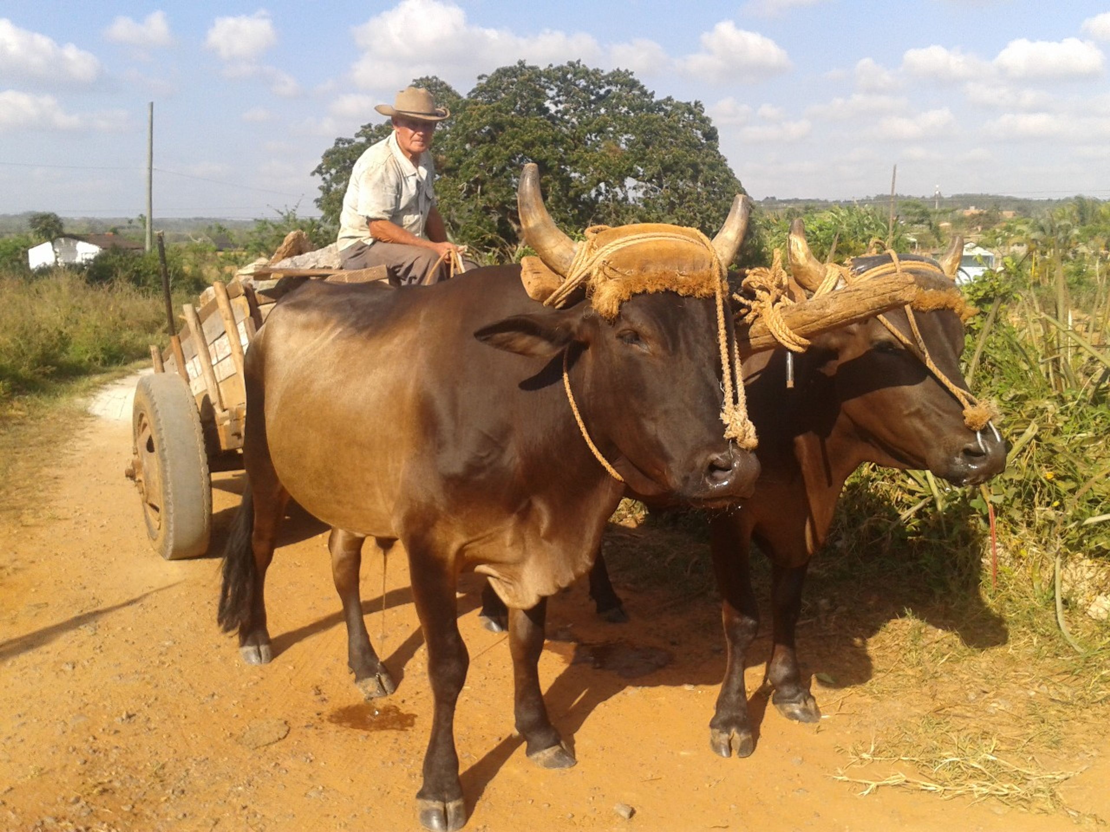 "REITEN IN VIÑALES, ENTDECKUNG DER TRADITIONEN UND DES CHARMES DES TALS“ Tour. The tobacco farmers, traditions and customs, Viñales valley