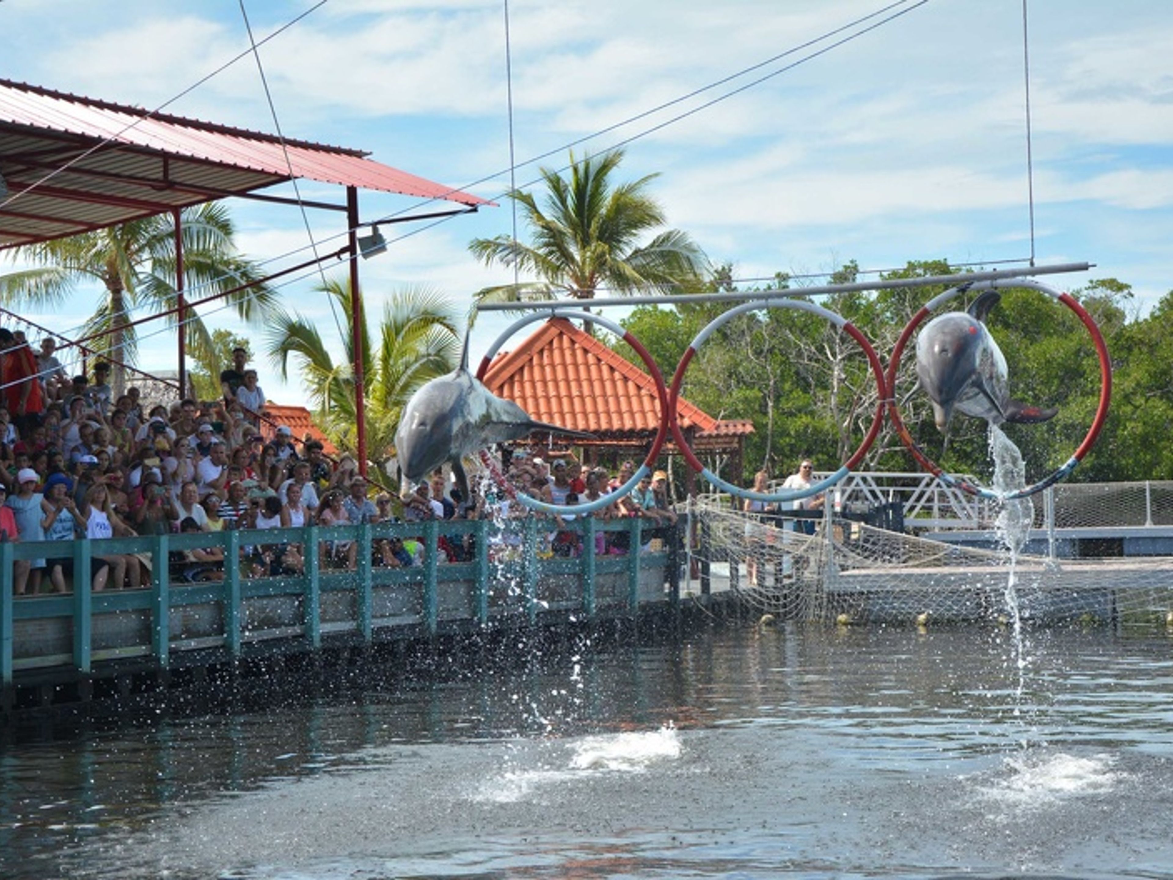 Excursão "Espectáculo dos Golfinhos em Varadero". Dolphin Experience in Varadero