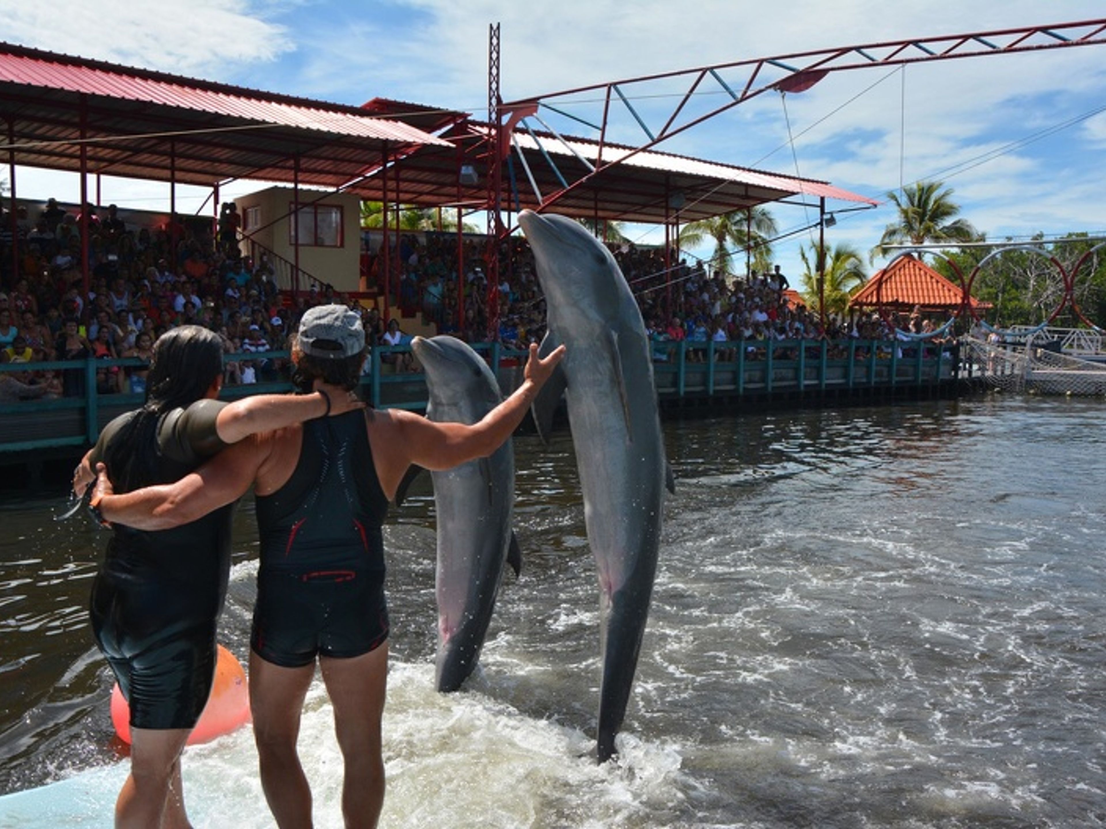 Excursão "Espectáculo dos Golfinhos em Varadero". Dolphin Experience in Varadero