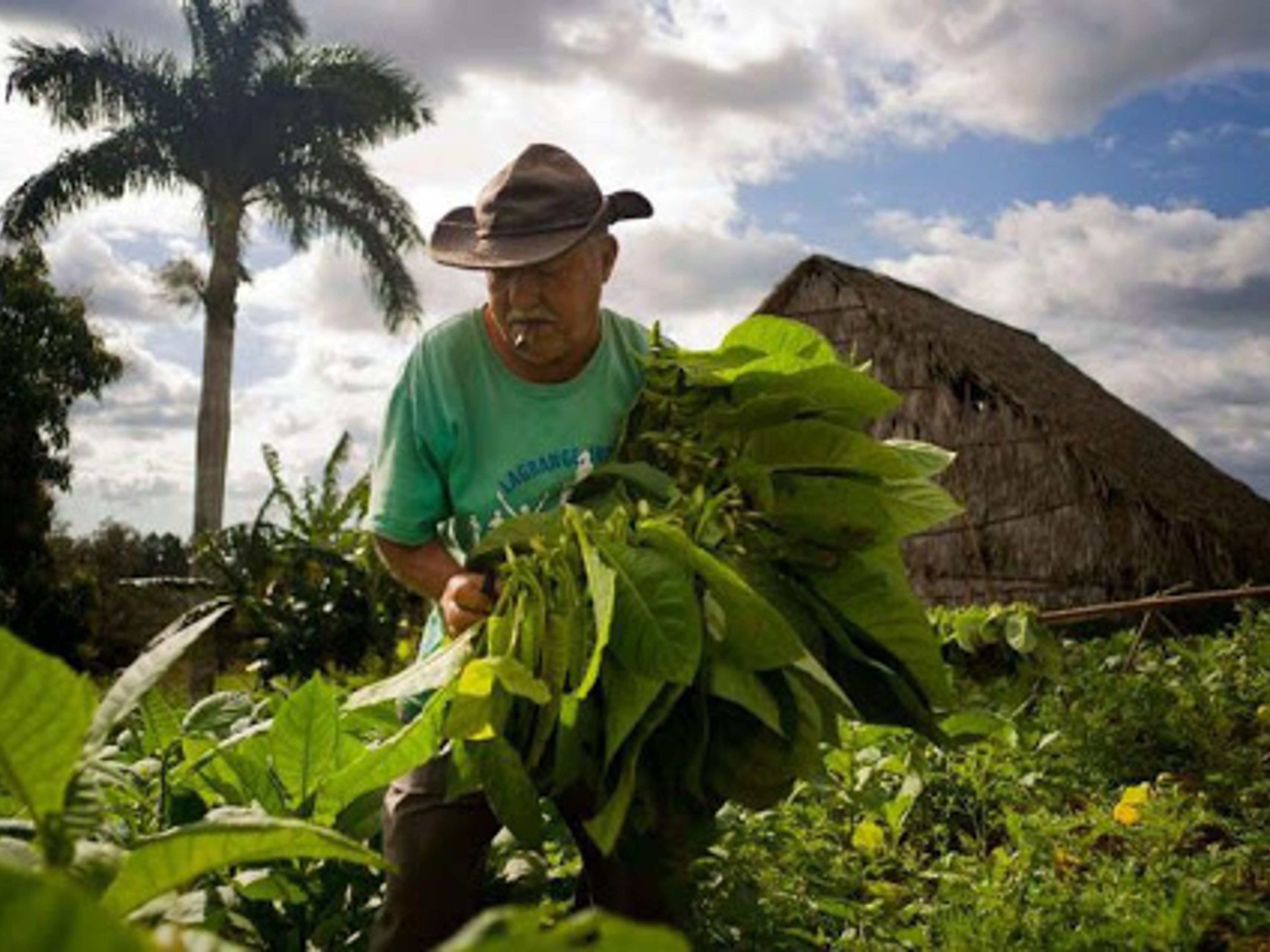 Excursion "Pinar del Río - Viñales ". Tobacco Plantations- "Pinar del Río - Viñales" Tour