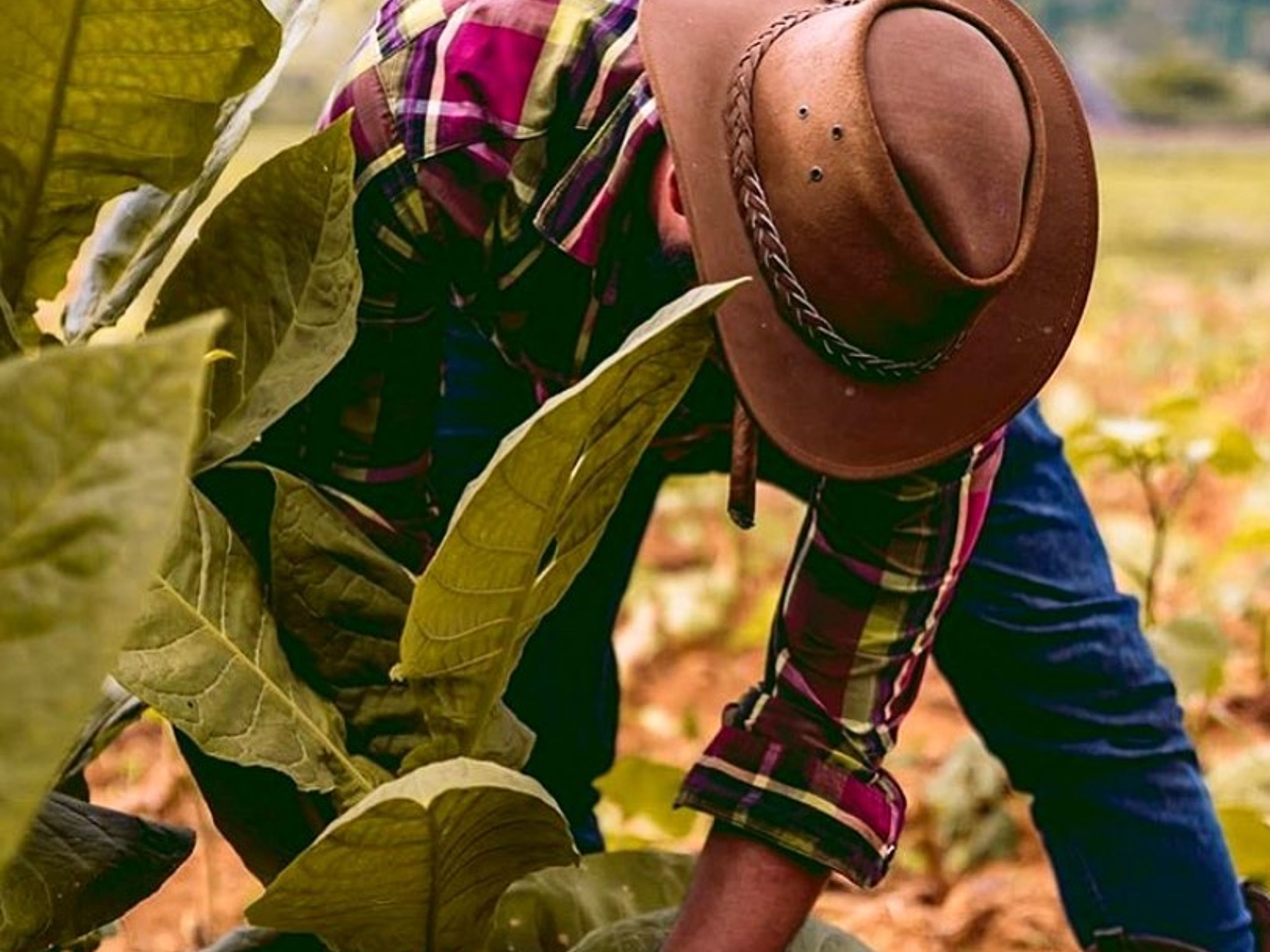 Tур "ВИНЬЯЛЕС + КРЕОЛЬСКИЙ ОБЕД". Local farmers working at the Tobacco plantation, Viñales Valley National Park, Pinar del Rio, Cuba.