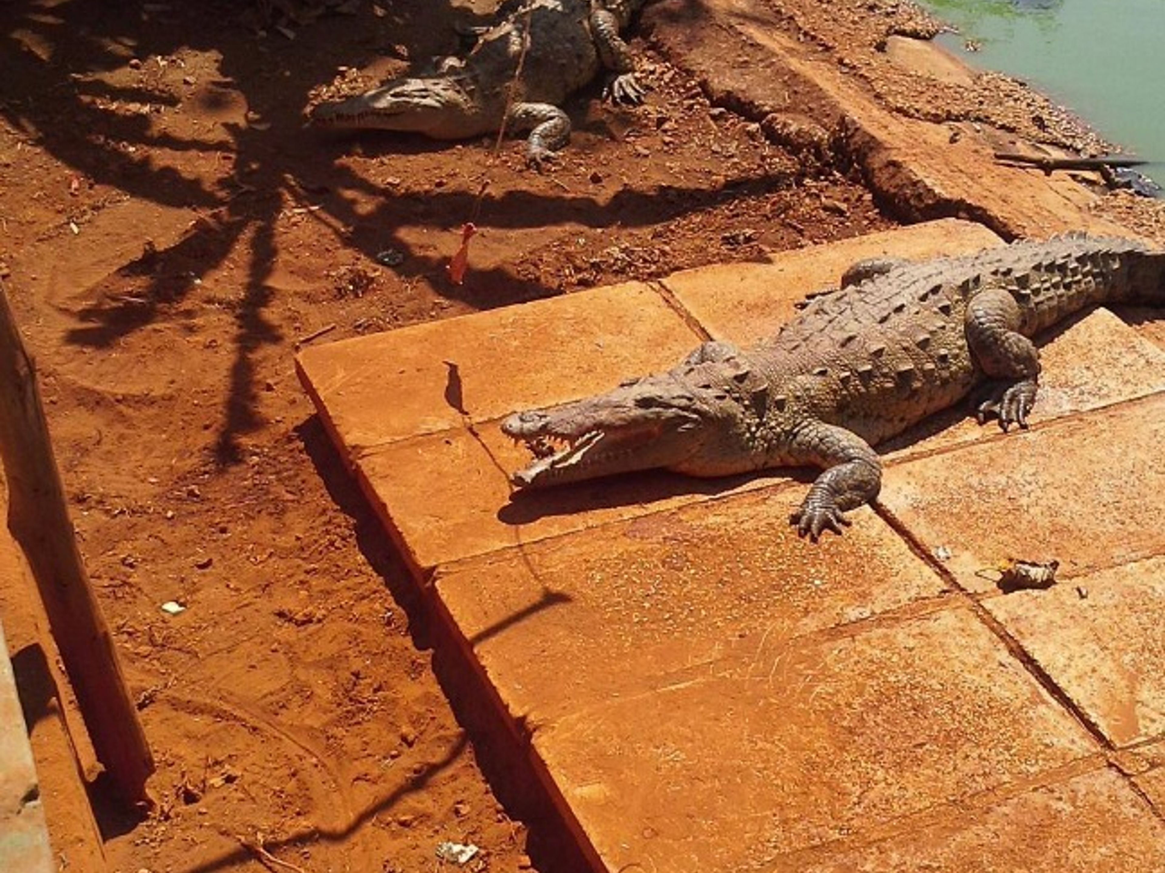 Excursión “CUBA NOW”. Crocodile breeding zoo, Jardines del Rey, Morón, Ciego de Ávila, Cuba.