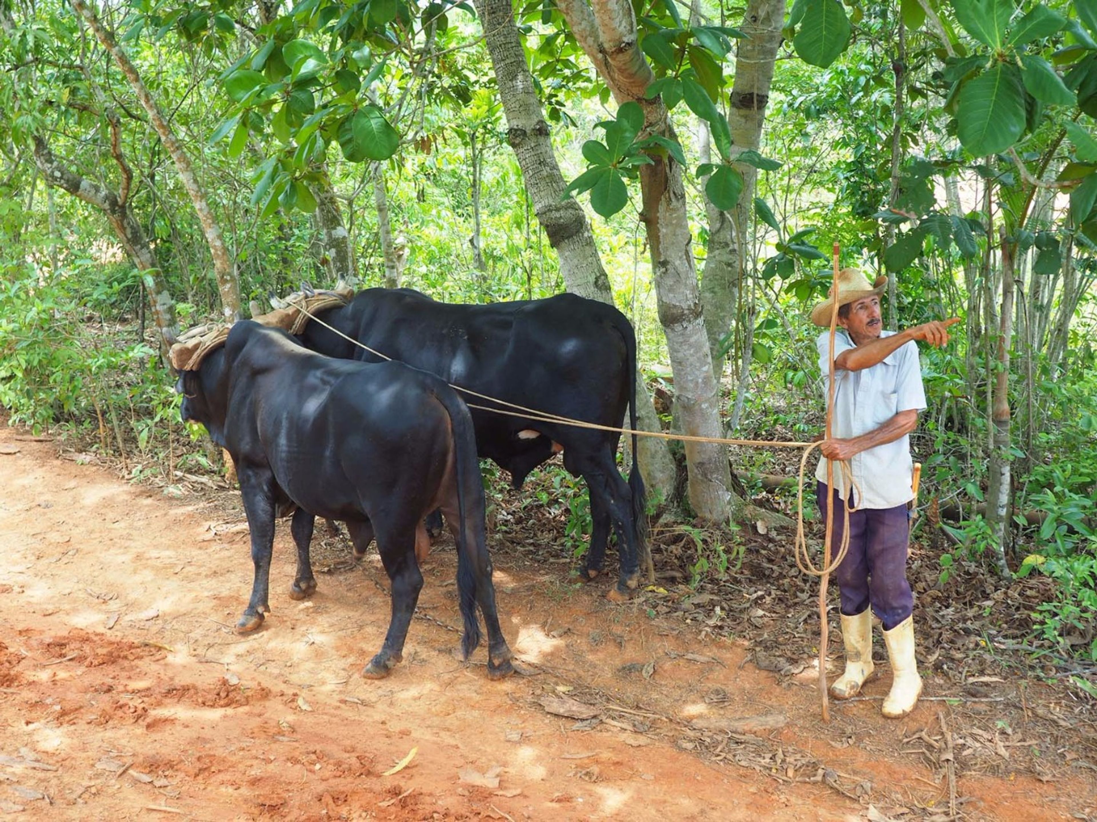 "Découverte Viñales Tour. The tobacco farmers, traditions and customs, Viñales valley