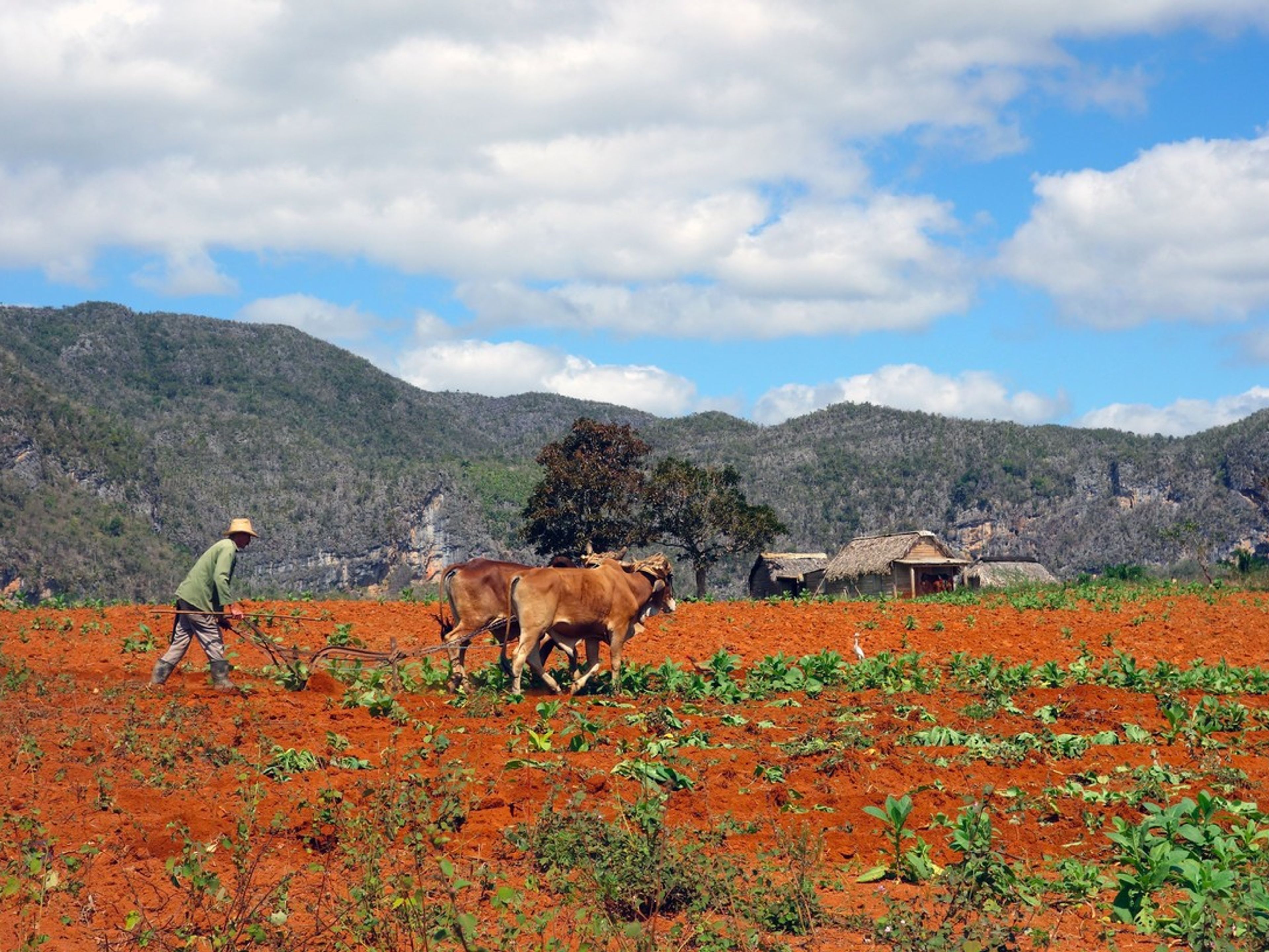 "Découverte Viñales Tour. A traditional tobacco farm, the cultivation of the leaves, Viñales valley