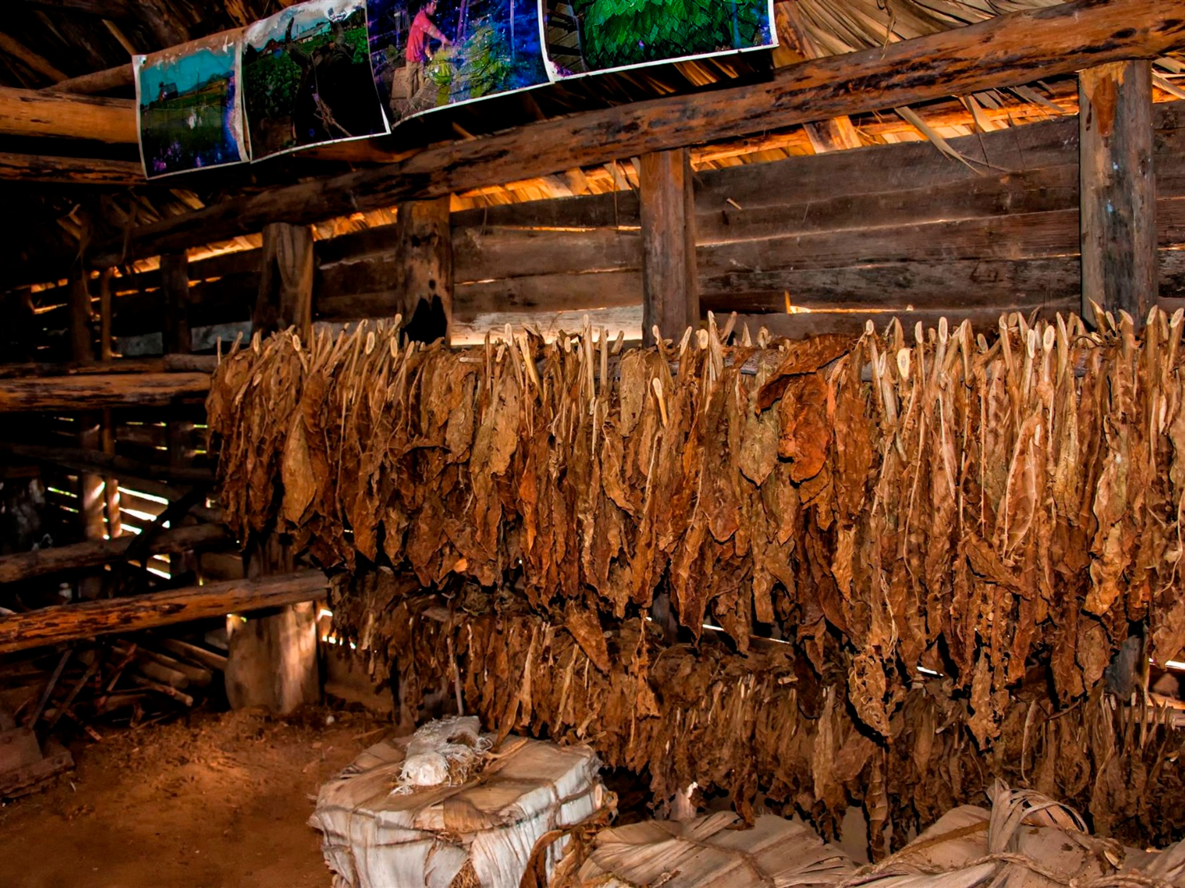 “DISCOVERY VIÑALES” Tour. A tobacco sorting place where only ladies classified the leaves according to the size and the quality, Viñales valley National Park, Pinar del Río
