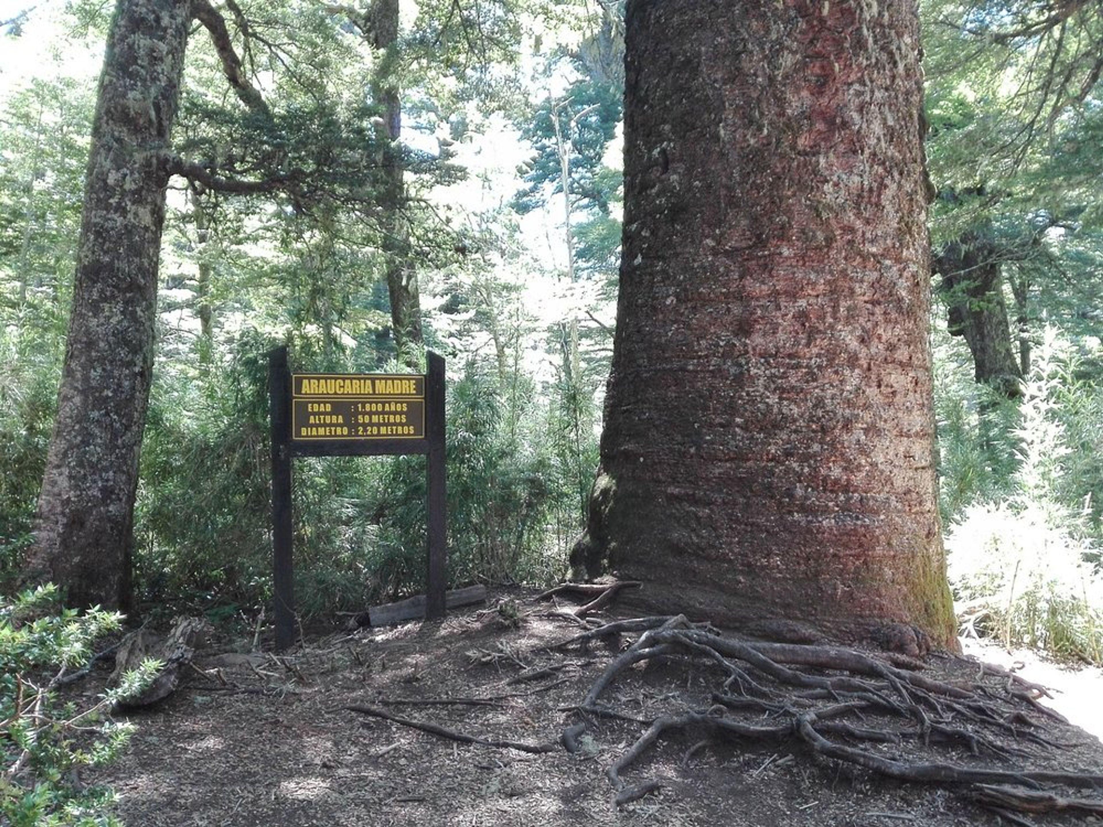 Tour ”RANDONNÉE AU PARC NATIONAL DE HUERQUEHUE”. null