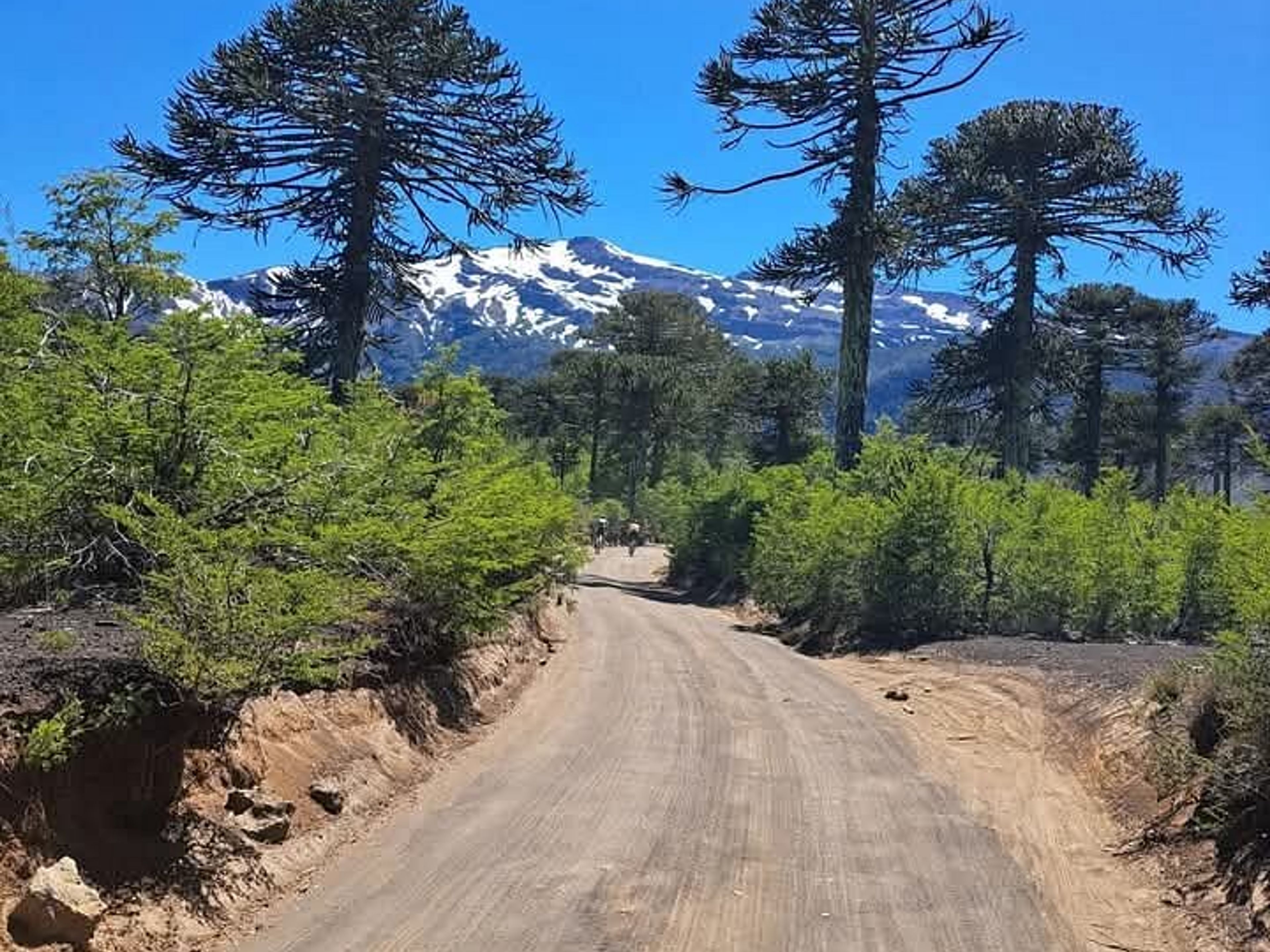 Tour ”RANDONNÉE AU PARC NATIONAL DE HUERQUEHUE”. null