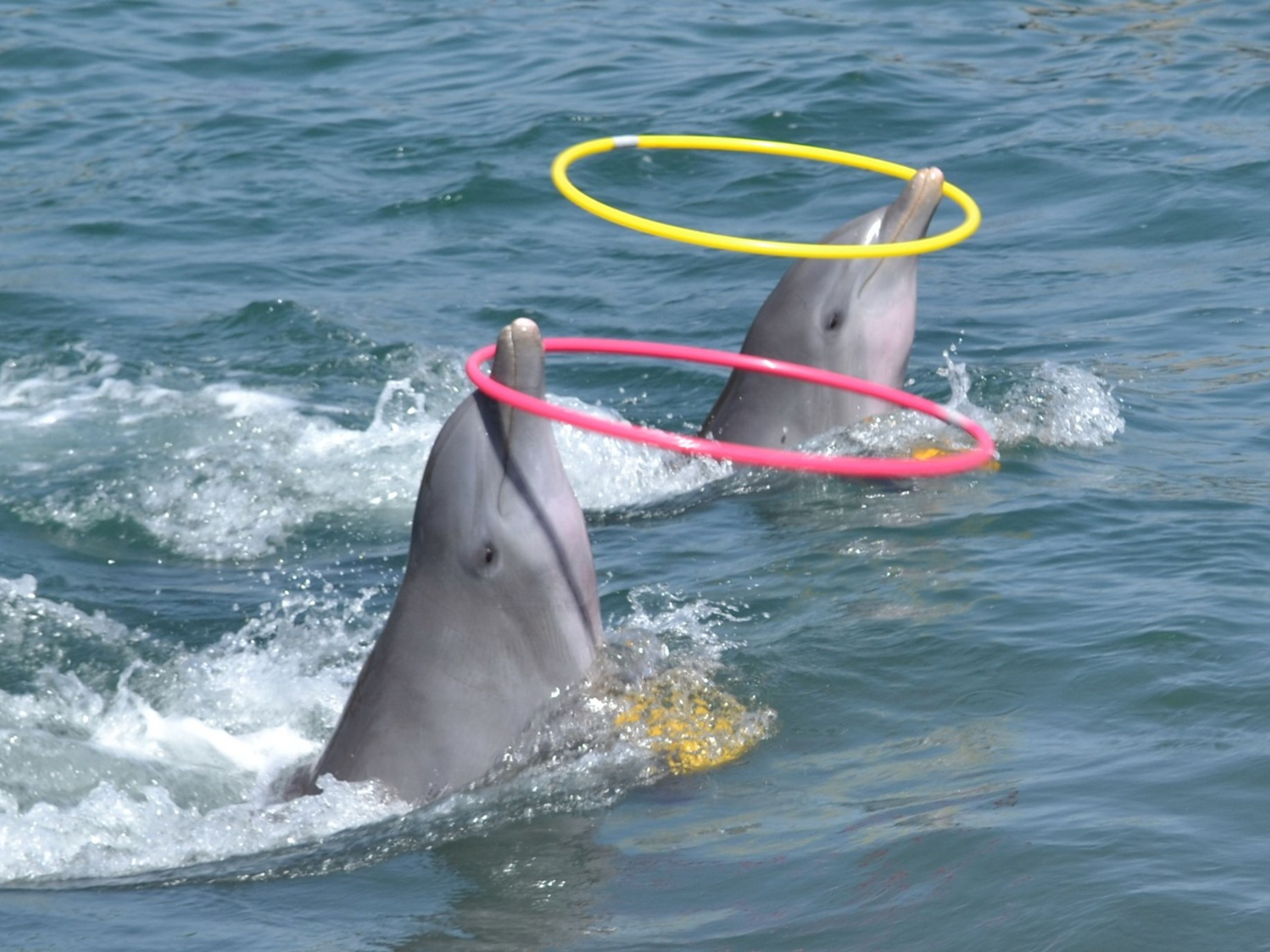 "RIDE AND INTERACTIVE DOLPHIN CONTACT IN VARADERO" Tour. "RIDE AND INTERACTIVE DOLPHIN CONTACT IN VARADERO" Tour, Varadero, Matanzas, Cuba.