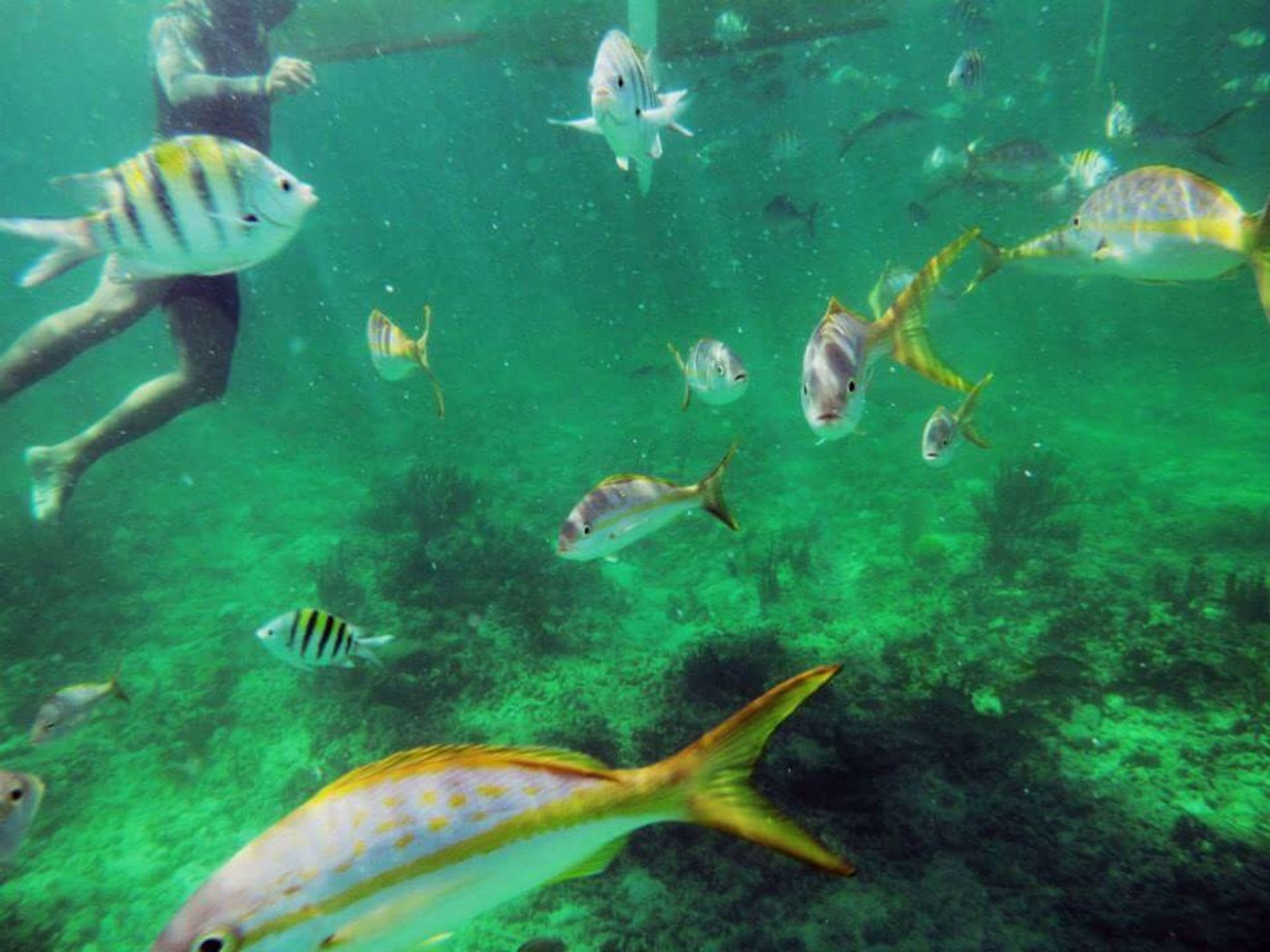 Тур "Сноркелинг в Баракоа". Snorkeling in Playa Maguana, Baracoa, Guantanamo, Cuba