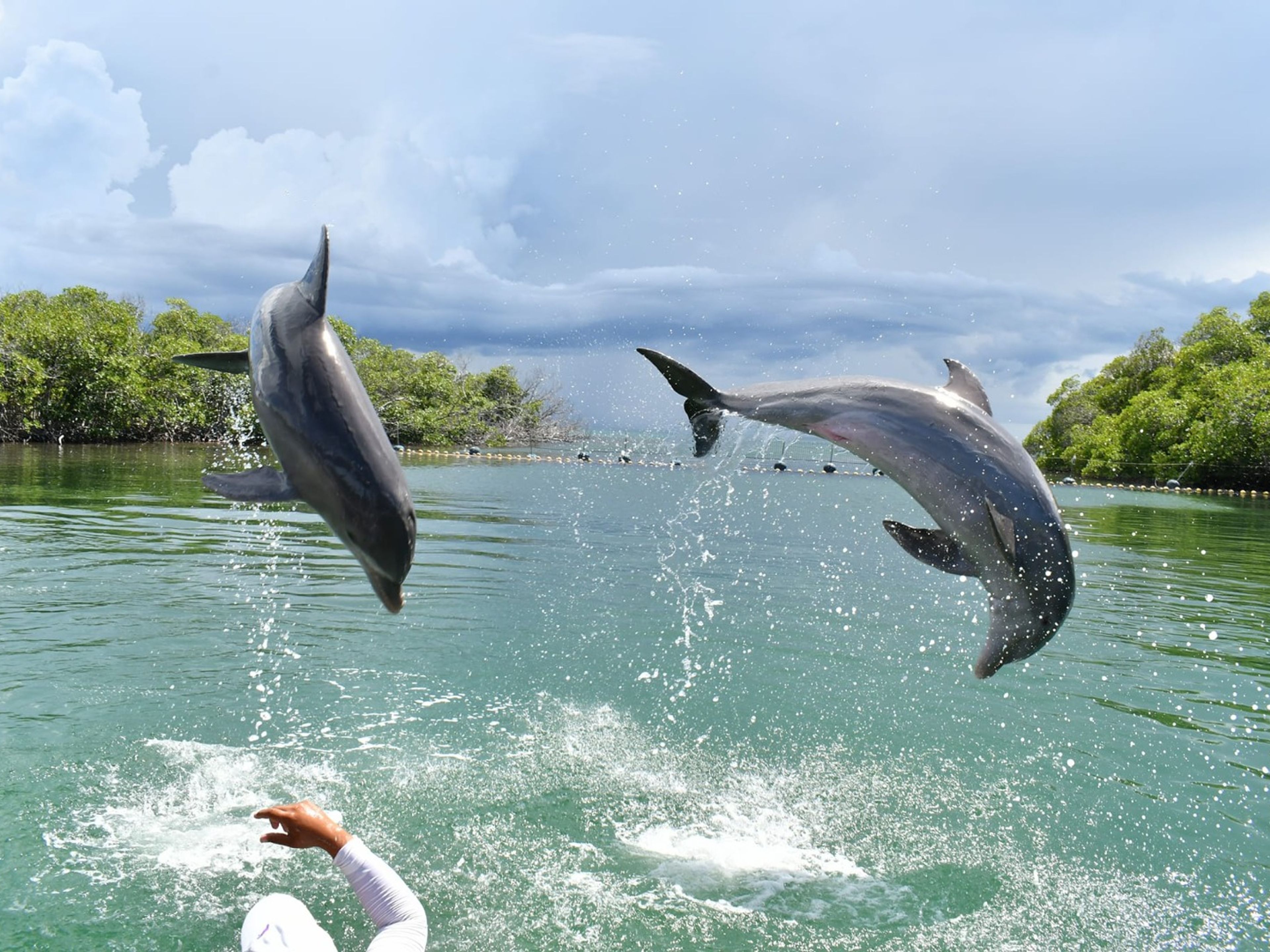Tур "СПЕЦИАЛИЗИРОВАННОЕ ПЛАВАНИЕ С ДЕЛЬФИНАМИ НА КАЙО БЛАНКО, ВАРАДЕРО". "SPECIALIZED SWIMMING WITH DOLPHINS IN CAYO BLANCO, VARADERO" Tour, Matanzas, Cuba.