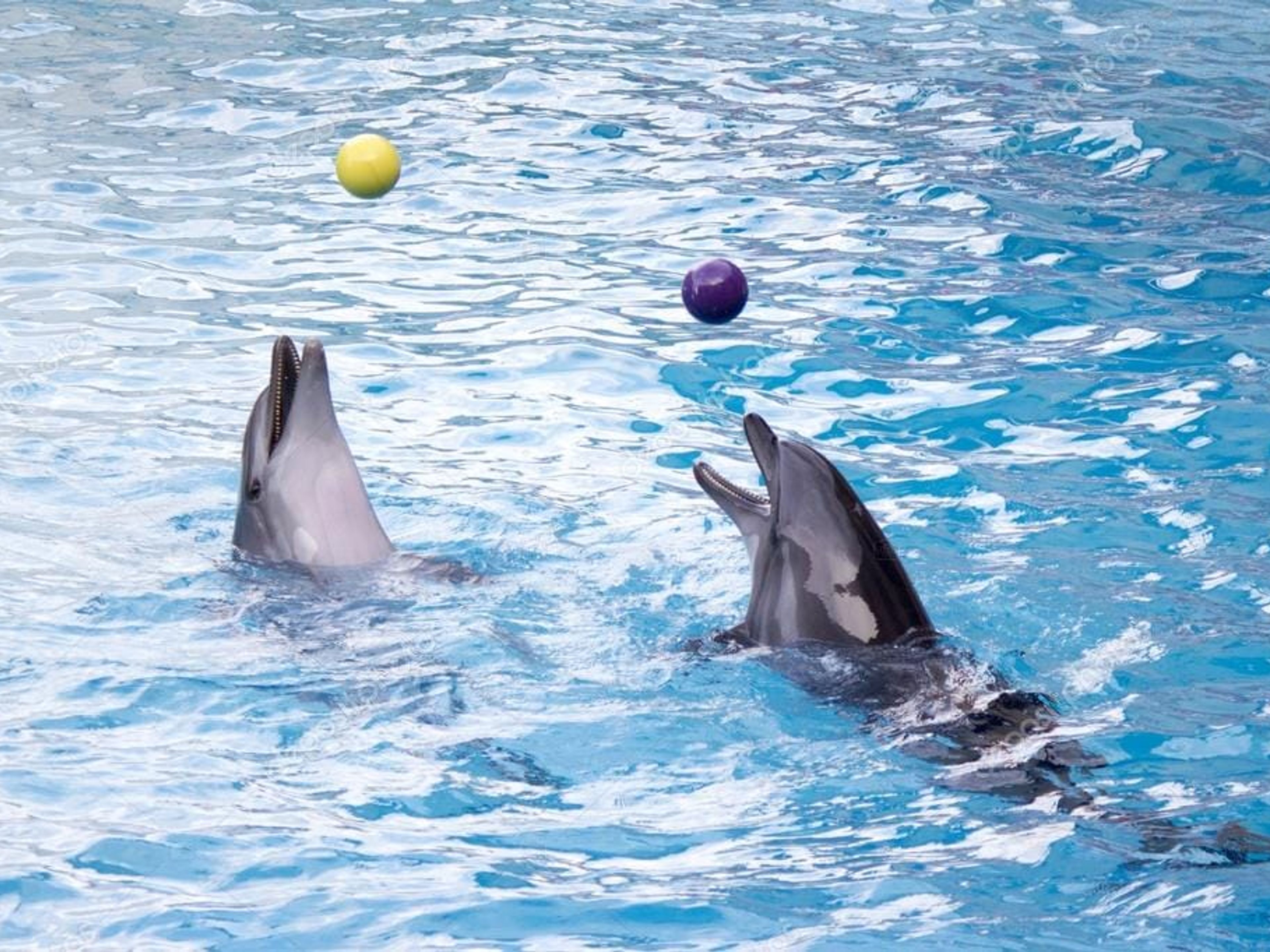 Tур "СПЕЦИАЛИЗИРОВАННОЕ ПЛАВАНИЕ С ДЕЛЬФИНАМИ НА КАЙО БЛАНКО, ВАРАДЕРО". "SPECIALIZED SWIMMING WITH DOLPHINS IN CAYO BLANCO, VARADERO" Tour, Matanzas, Cuba.