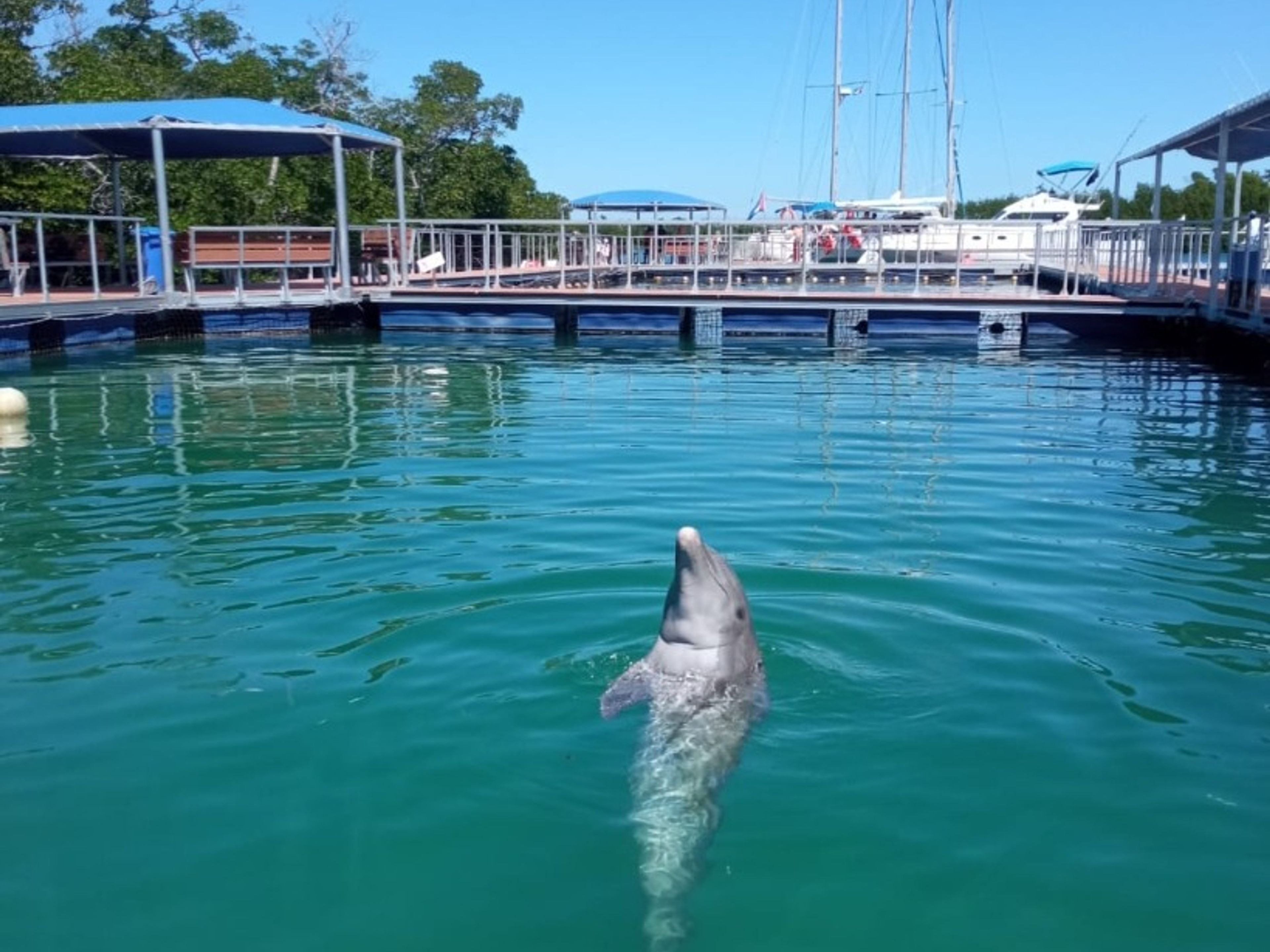 Tур "СПЕЦИАЛИЗИРОВАННОЕ ПЛАВАНИЕ С ДЕЛЬФИНАМИ НА КАЙО БЛАНКО, ВАРАДЕРО". "SPECIALIZED SWIMMING WITH DOLPHINS IN CAYO BLANCO, VARADERO" Tour, Matanzas, Cuba.